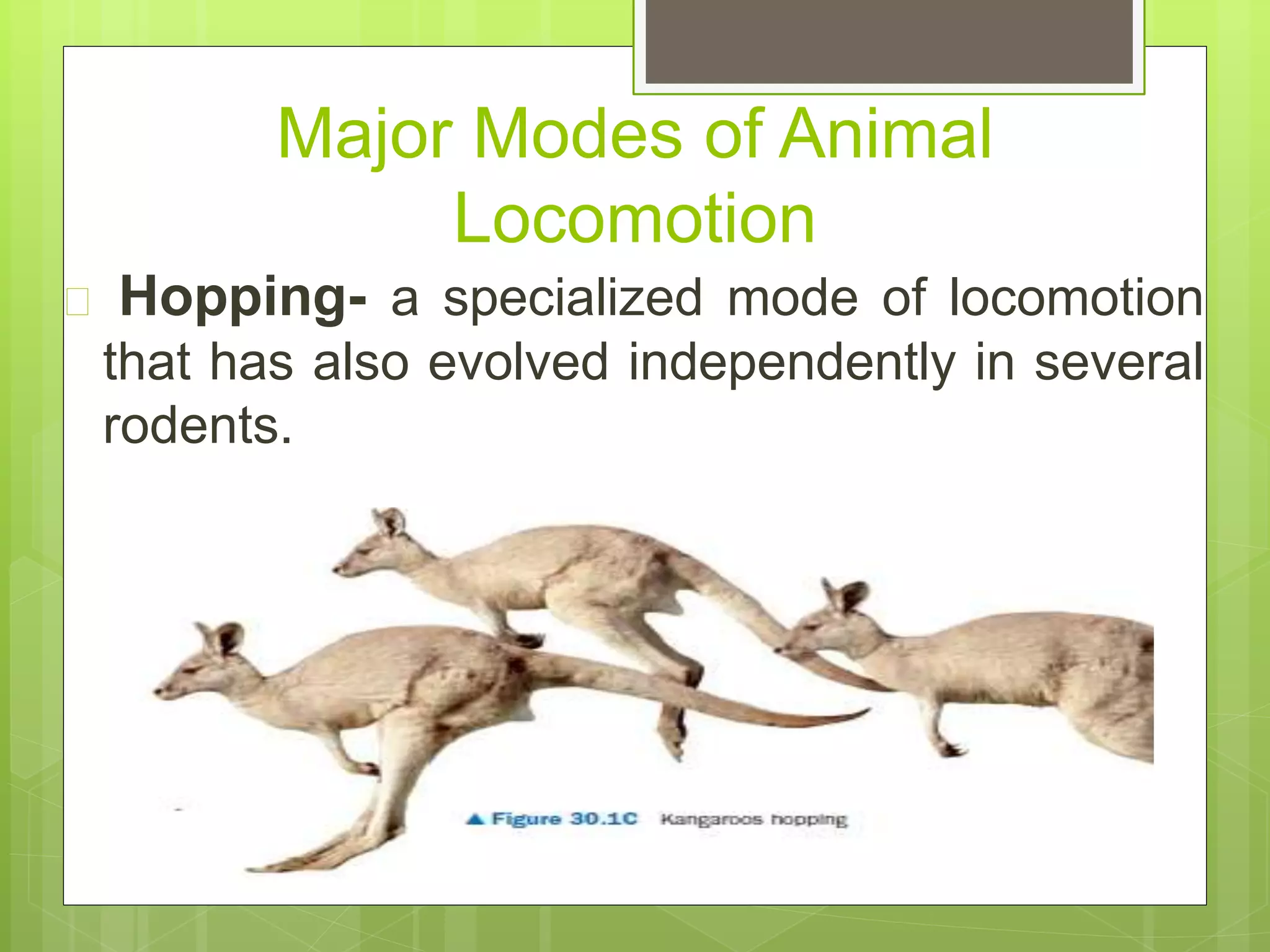 Major Modes of Animal
Locomotion
 Hopping- a specialized mode of locomotion
that has also evolved independently in several
rodents.
 