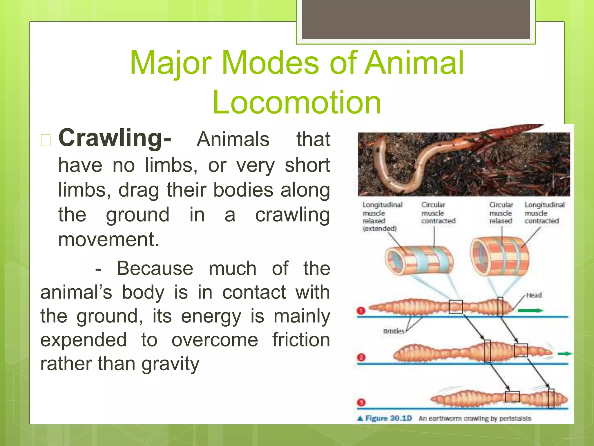 Major Modes of Animal
Locomotion
 Crawling- Animals that
have no limbs, or very short
limbs, drag their bodies along
the ground in a crawling
movement.
- Because much of the
animal’s body is in contact with
the ground, its energy is mainly
expended to overcome friction
rather than gravity
 