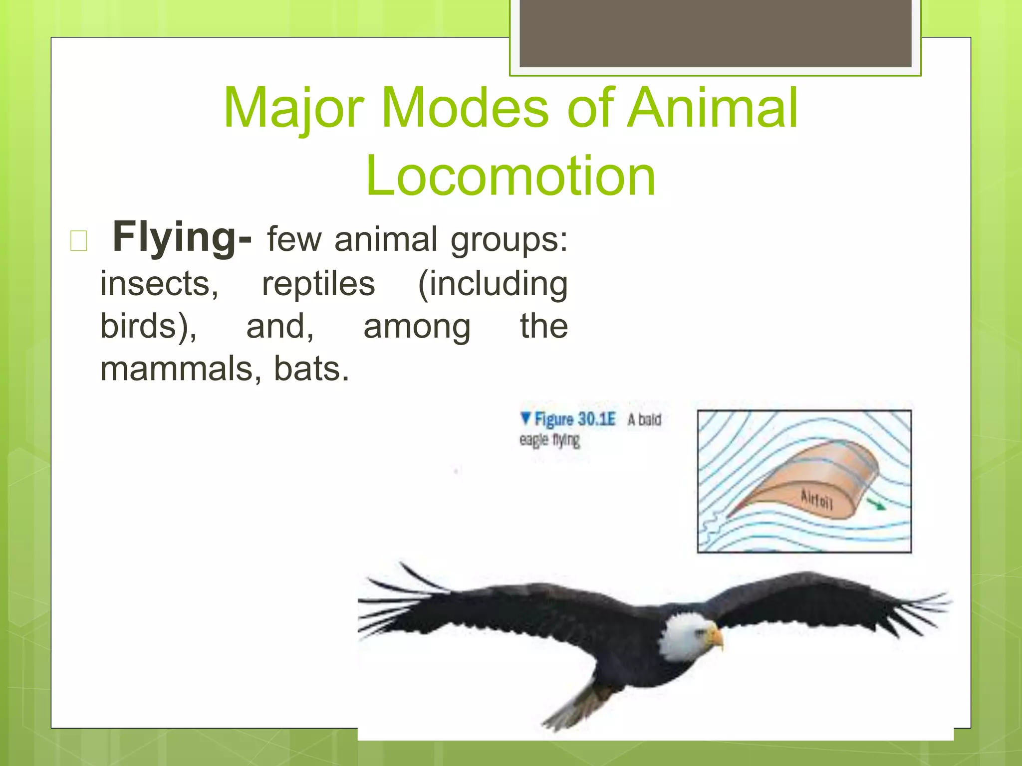 Major Modes of Animal
Locomotion
 Flying- few animal groups:
insects, reptiles (including
birds), and, among the
mammals, bats.
 