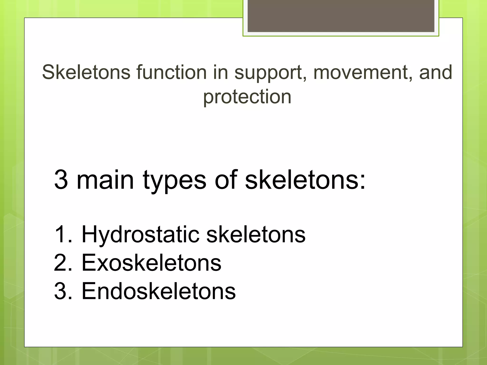 Skeletons function in support, movement, and
protection
3 main types of skeletons:
1. Hydrostatic skeletons
2. Exoskeletons
3. Endoskeletons
 