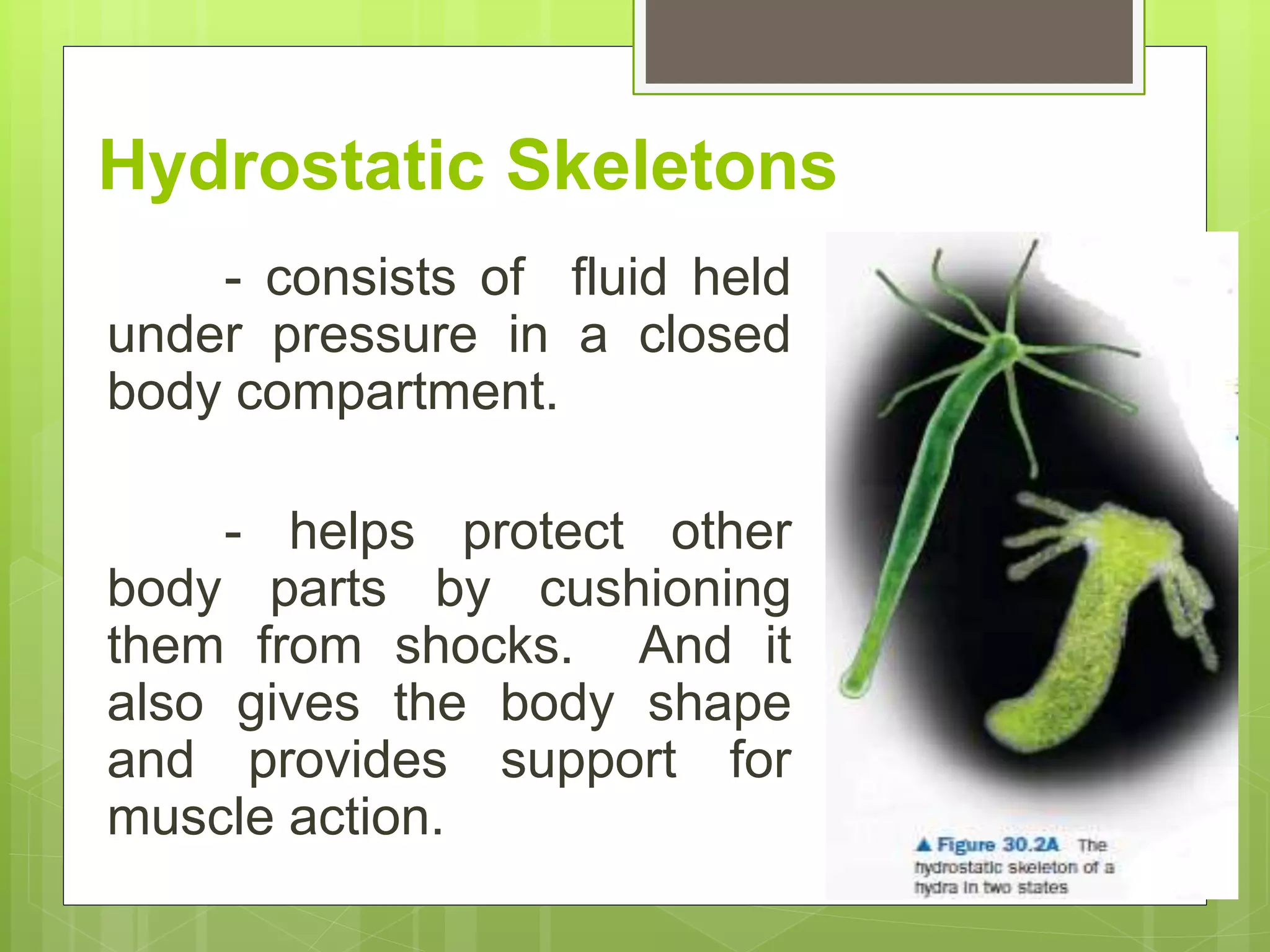 Hydrostatic Skeletons
- consists of fluid held
under pressure in a closed
body compartment.
- helps protect other
body parts by cushioning
them from shocks. And it
also gives the body shape
and provides support for
muscle action.
 