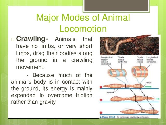 locomotion in an animal with an An animal in locomotion can be visually observed and contrasted from an animal in non-locomotion to fulfill the requirement for heuristic evidence. locomotion in an animal with an An animal in locomotion can be visually observed and contrasted from an animal in non-locomotion to fulfill the requirement for heuristic evidence.