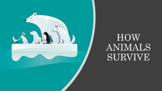 HOW
ANIMALS
SURVIVE
 