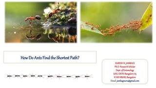 HowDo Ants Find the Shortest Path?
SURESHR. JAMBAGI
Ph.D.ResearchScholar
Dept.of Entomology
UAS,GKVK-Bangalore-65
ICAR-NBAIR,Bangalore
Email: jambagisuru@gmail,com
 