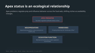 Apex status is an ecological relationship
Apex predators regulate prey and influence behavior across the food web, shifting niches as availability
changes.
APEX PREDATOR
Top-down regulation & flexible dietary niches
MESOPREDATORS
Suppressed populations reduce pressure on
smaller prey
HERBIVORES
Foraging altered by the "landscape of fear"
ECOSYSTEM FUNCTION
Maintained biodiversity & stable vegetation
communities
Akash (2026), refs. 28–42; https://doi.org/10.1111/oik.01977.
 