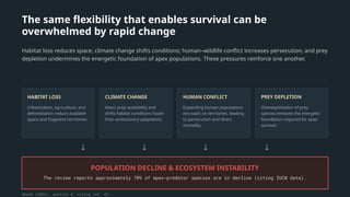 The same flexibility that enables survival can be
overwhelmed by rapid change
Habitat loss reduces space; climate change shifts conditions; human–wildlife conflict increases persecution; and prey
depletion undermines the energetic foundation of apex populations. These pressures reinforce one another.
HABITAT LOSS
Urbanization, agriculture, and
deforestation reduce available
space and fragment territories.
CLIMATE CHANGE
Alters prey availability and
shifts habitat conditions faster
than evolutionary adaptation.
HUMAN CONFLICT
Expanding human populations
encroach on territories, leading
to persecution and direct
mortality.
PREY DEPLETION
Overexploitation of prey
species removes the energetic
foundation required for apex
survival.
↓ ↓ ↓ ↓
POPULATION DECLINE & ECOSYSTEM INSTABILITY
The review reports approximately 70% of apex-predator species are in decline (citing IUCN data).
Akash (2026), section 4; citing ref. 43.
 