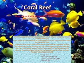 How are animals adapted to Coral Reefs?
Fish have adapted their body shape so that it can fit into the nooks and crannies
that the reef boasts
Coral Poylps attach themselves to hard substances so that they can remain there
for their whole lives
Clown Fish hide in the corals and therefore are protected from other animals
Fish blend into their surroundings and use camouflage to disguise themselves
The fish have adapted to the reefs by living in places that compliment their
trates for example colourful fish live by the corals and more natural coloured
fish tend to live by the sea bed.
Image from
http://sppiblog.org/wp-
content/uploads/2012/04/c
oral-reef.jpg
 