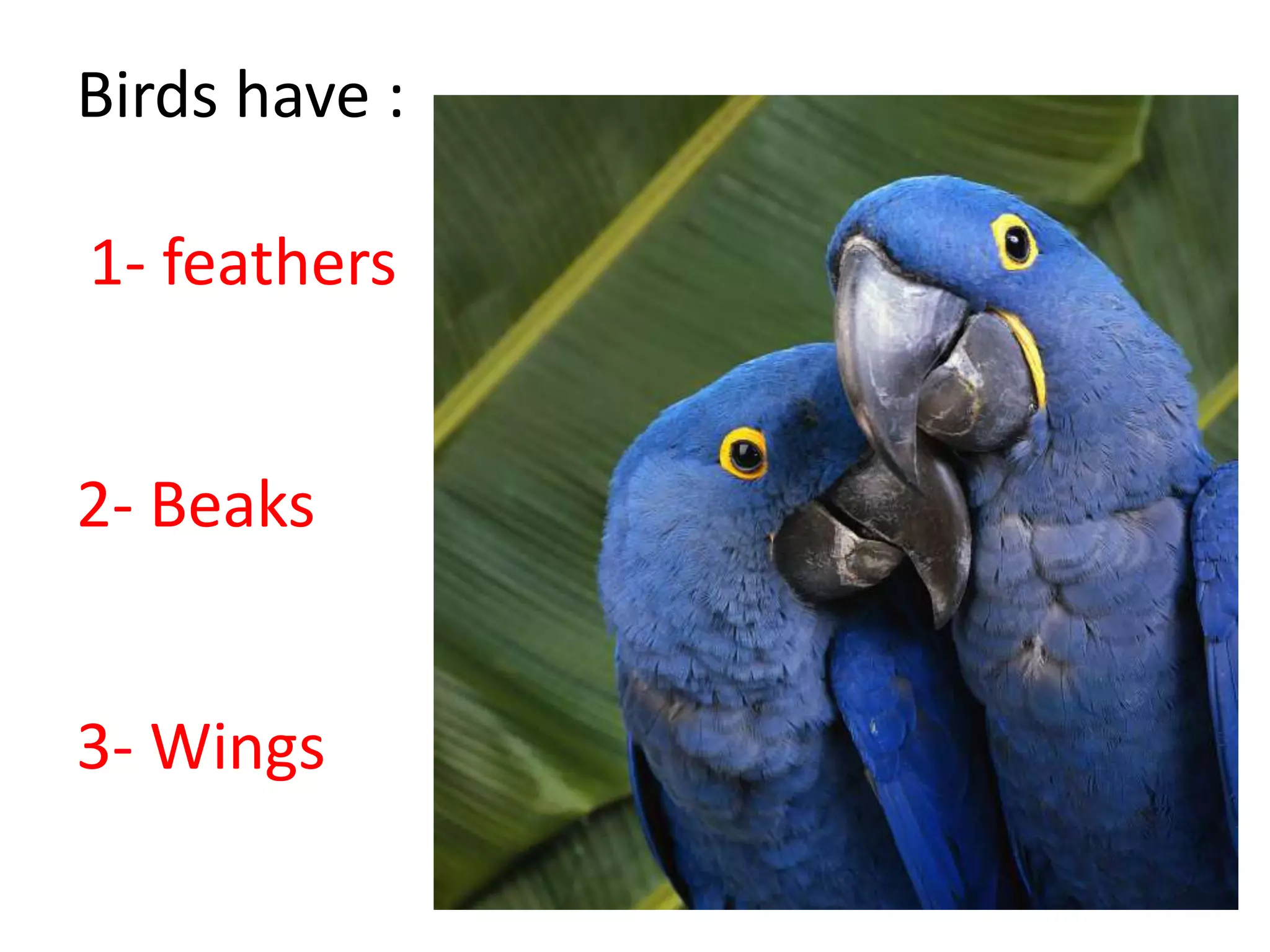 Birds have :
1- feathers
2- Beaks
3- Wings
 