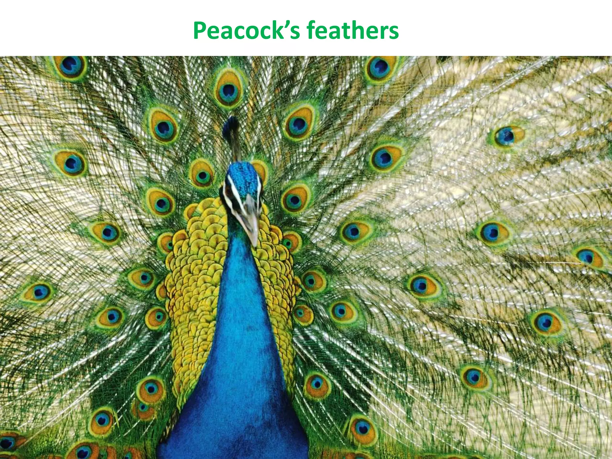 Peacock’s feathers
 