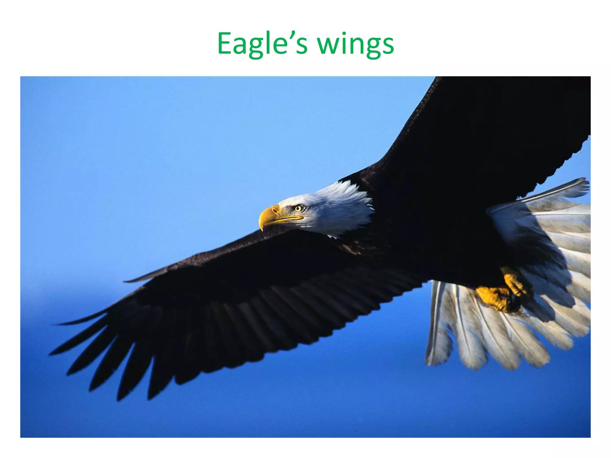 Eagle’s wings
 