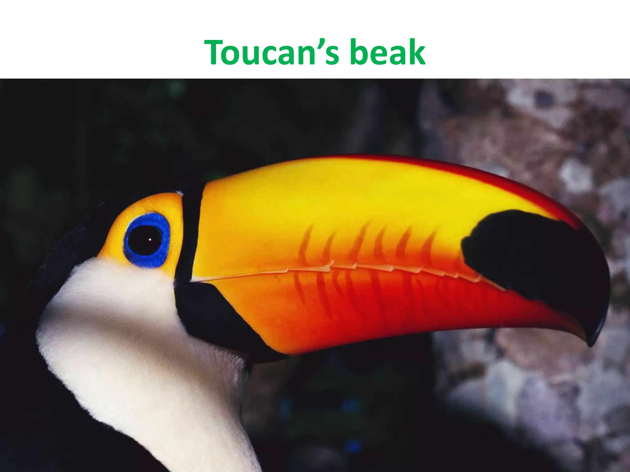 Toucan’s beak
 