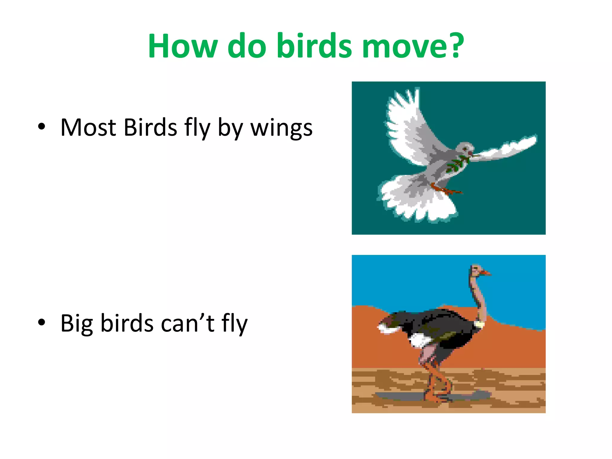 How do birds move?
• Most Birds fly by wings
• Big birds can’t fly
 