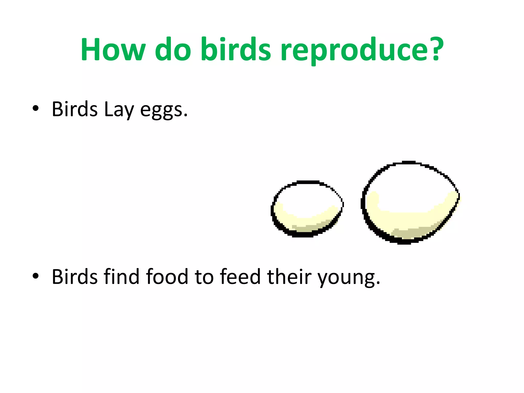 How do birds reproduce?
• Birds Lay eggs.
• Birds find food to feed their young.
 