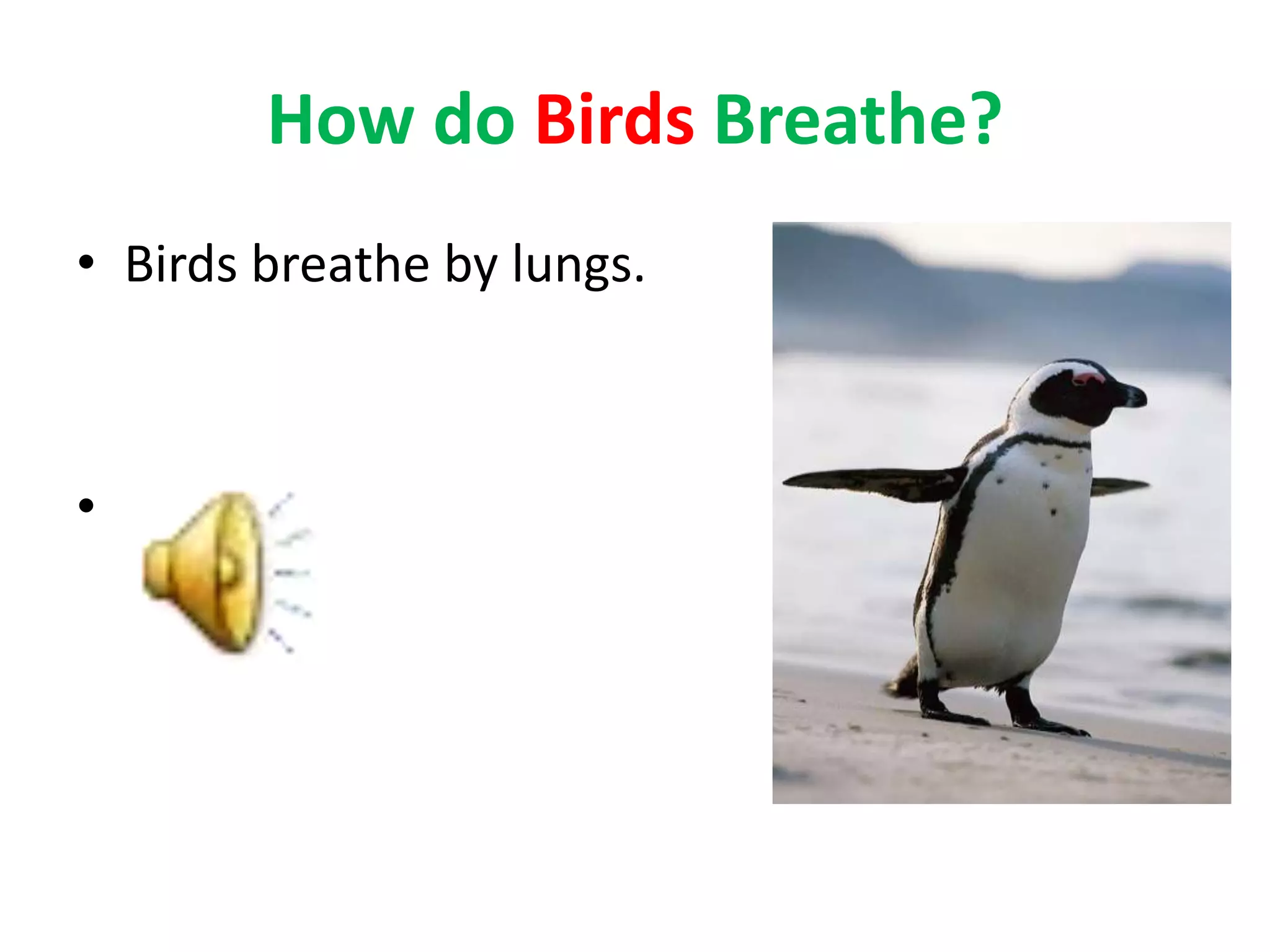 How do Birds Breathe?
• Birds breathe by lungs.
•
 