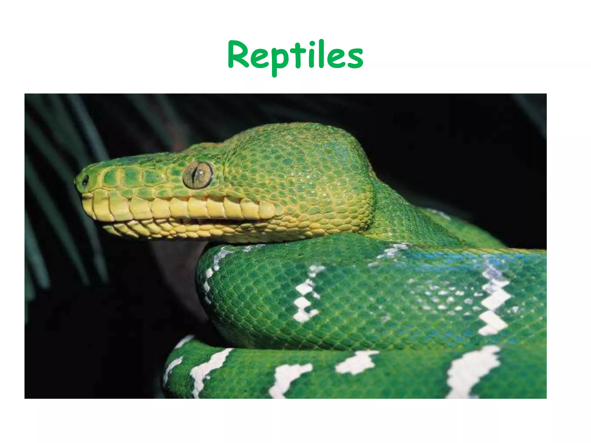 Reptiles
 