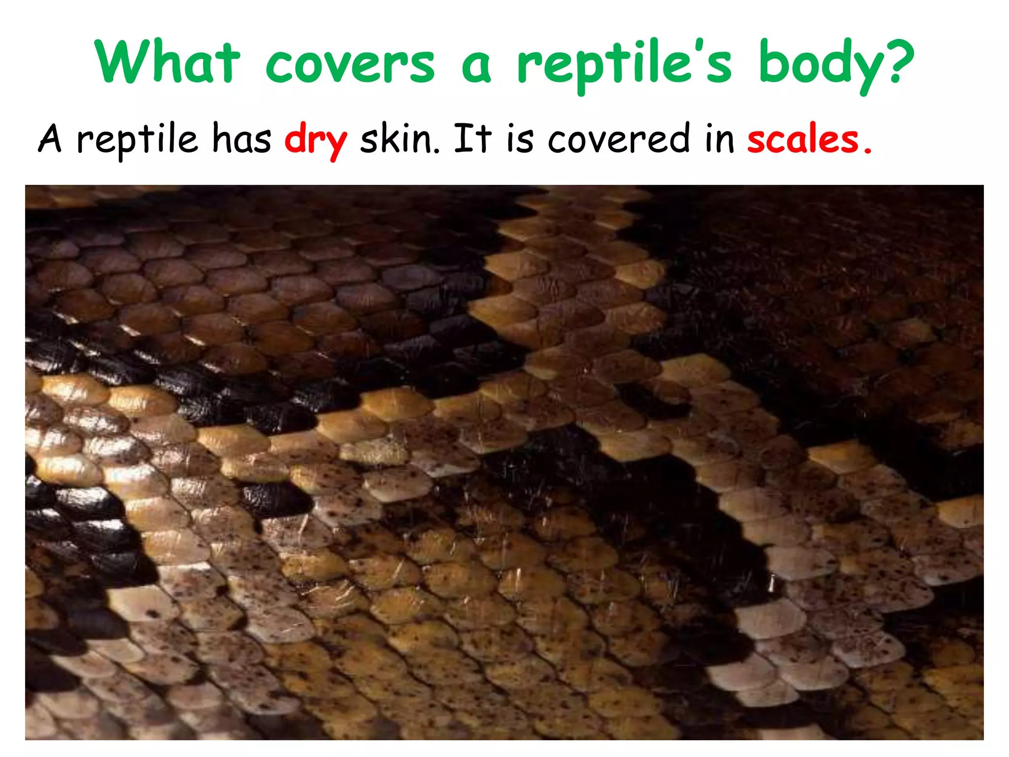 What covers a reptile’s body?
A reptile has dry skin. It is covered in scales.
 