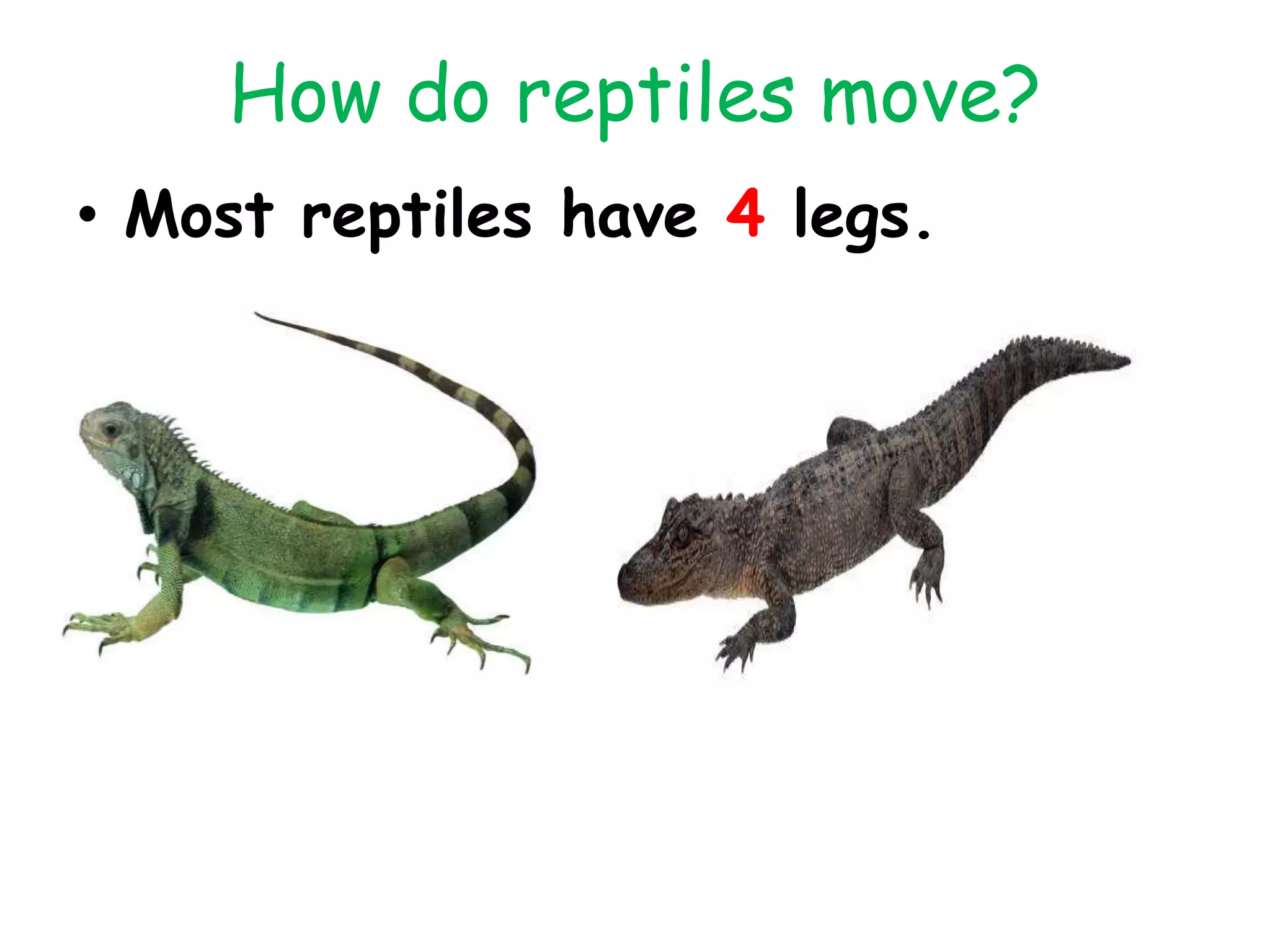 How do reptiles move?
• Most reptiles have 4 legs.
 