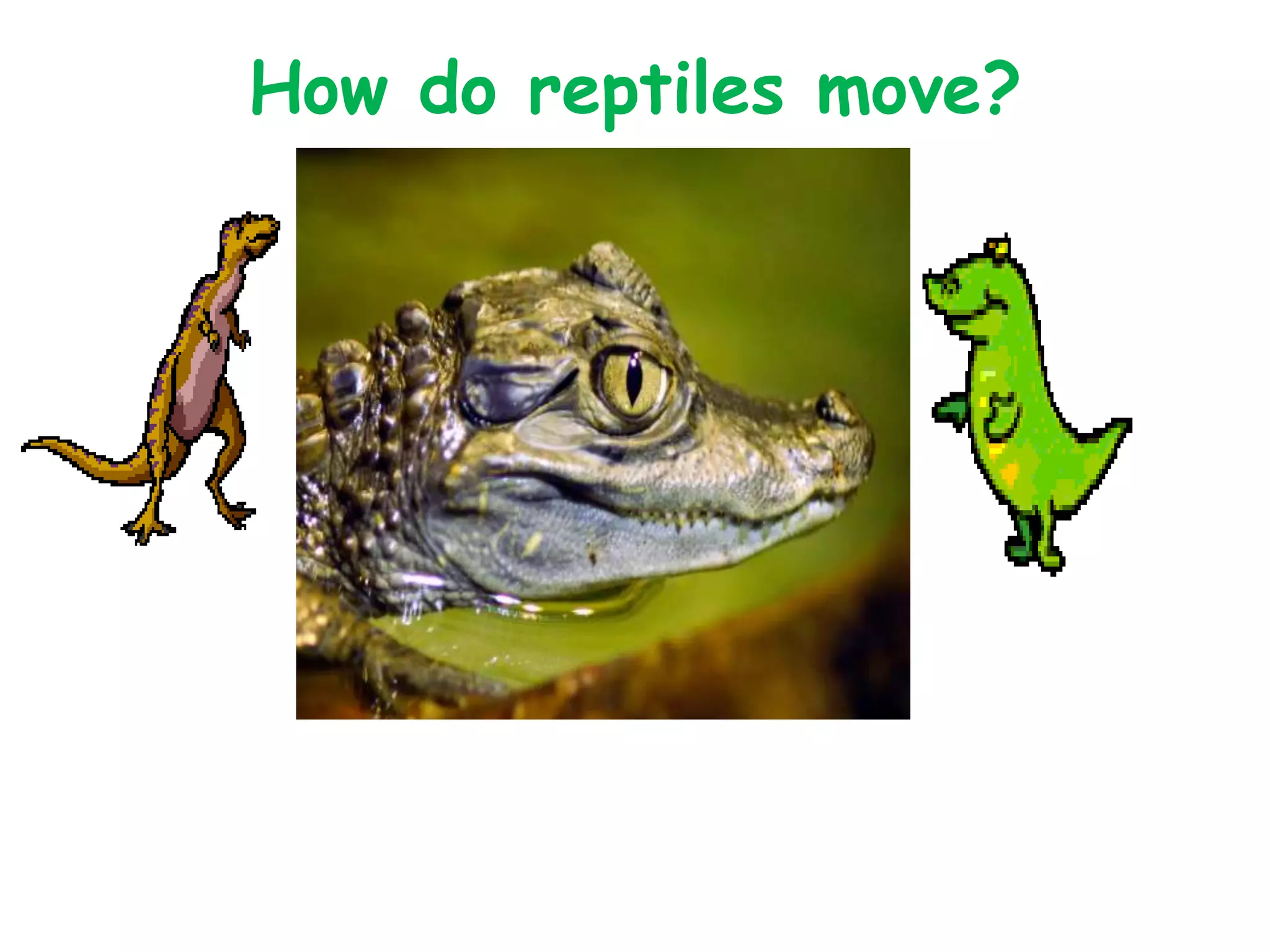 How do reptiles move?
 