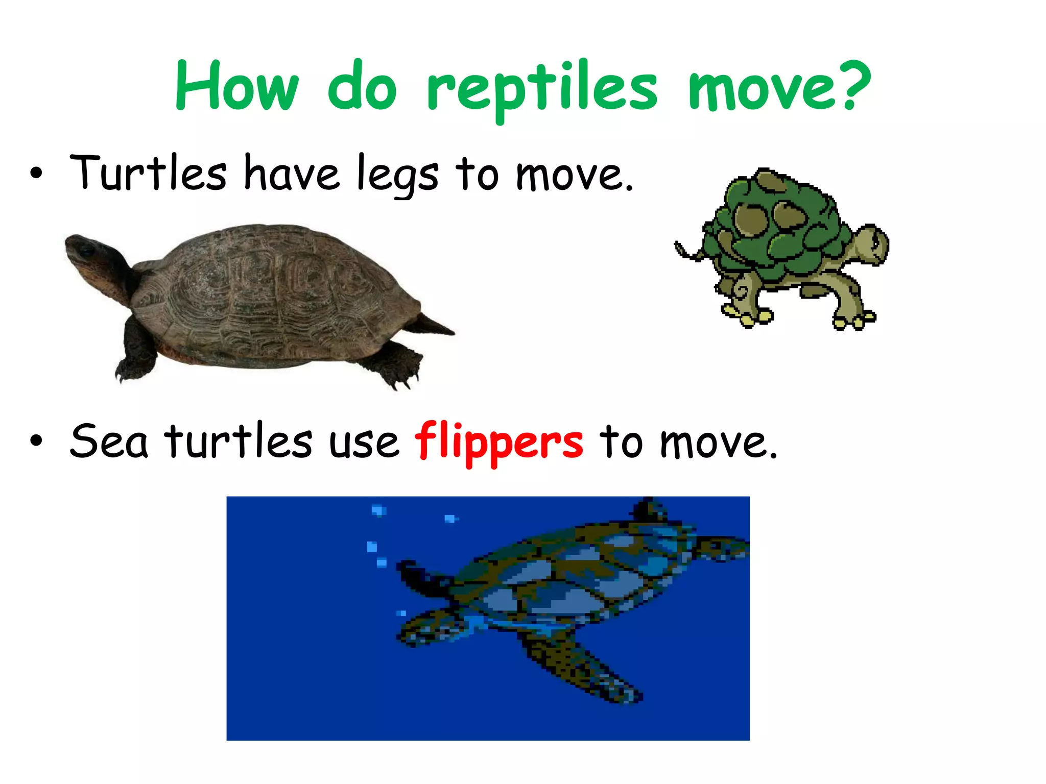 How do reptiles move?
• Turtles have legs to move.
• Sea turtles use flippers to move.
 