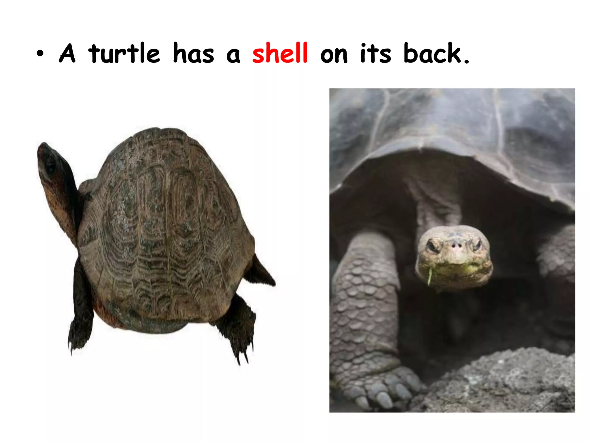 • A turtle has a shell on its back.
 