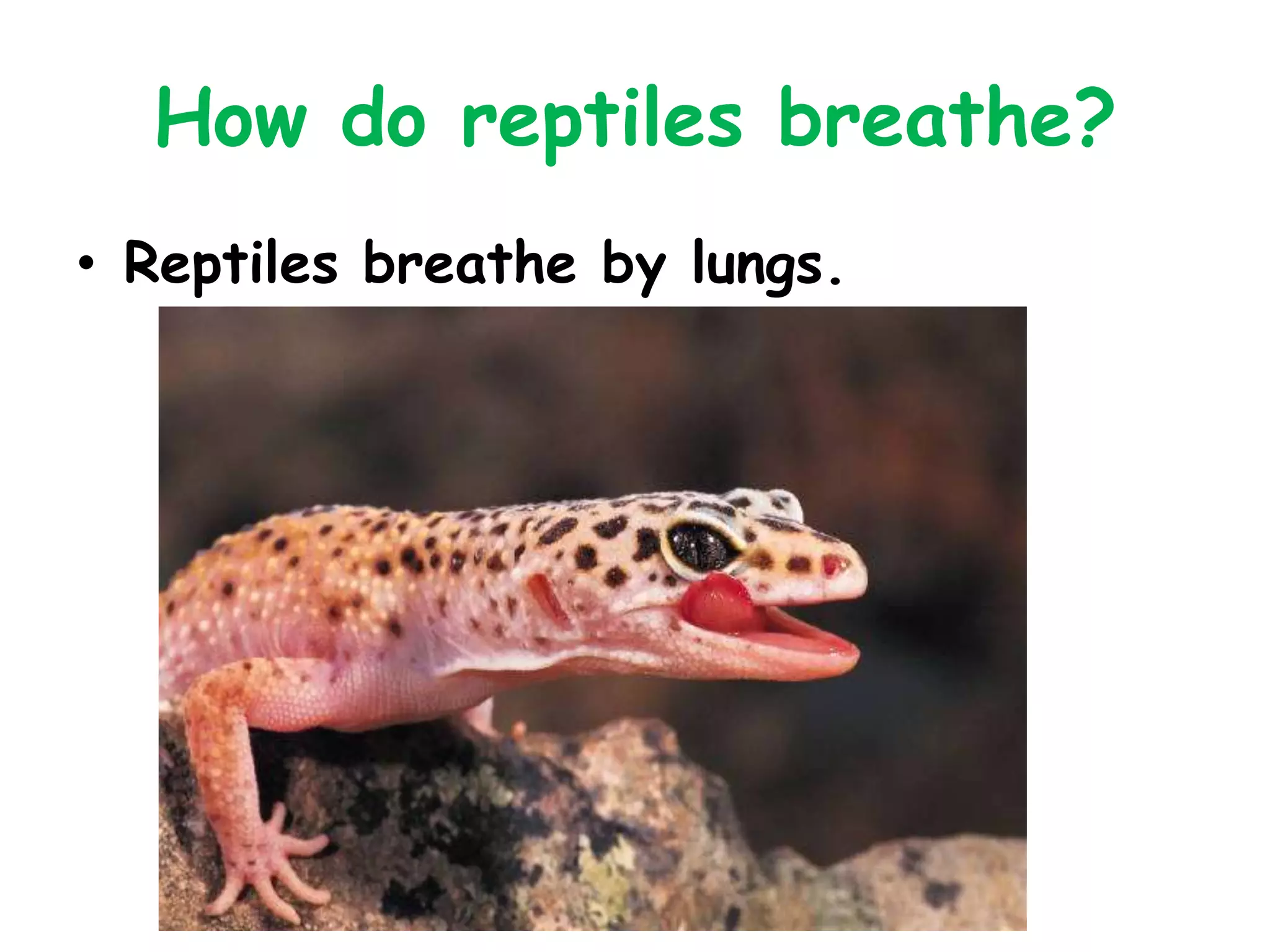 How do reptiles breathe?
• Reptiles breathe by lungs.
 
