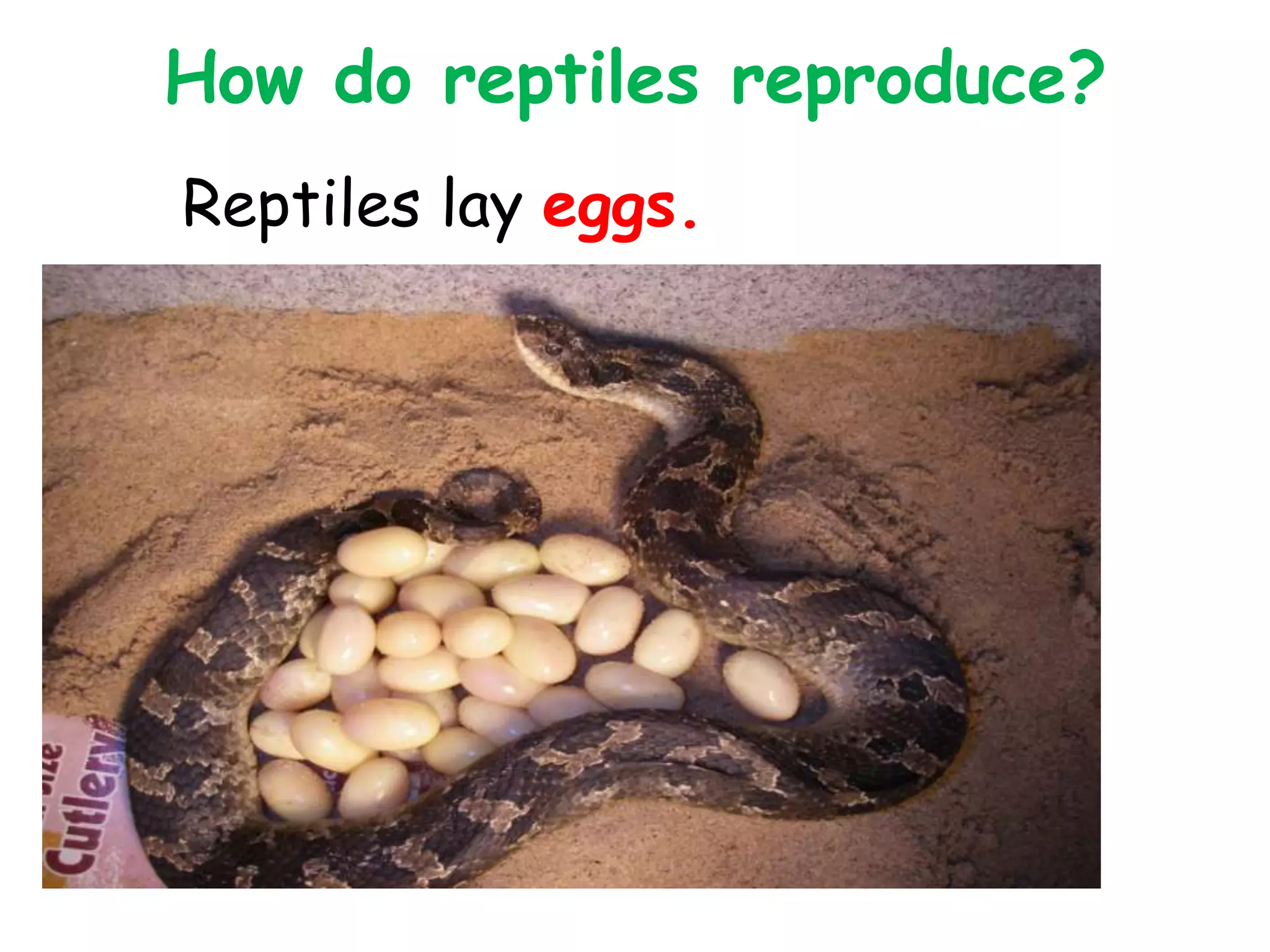 How do reptiles reproduce?
Reptiles lay eggs.
 