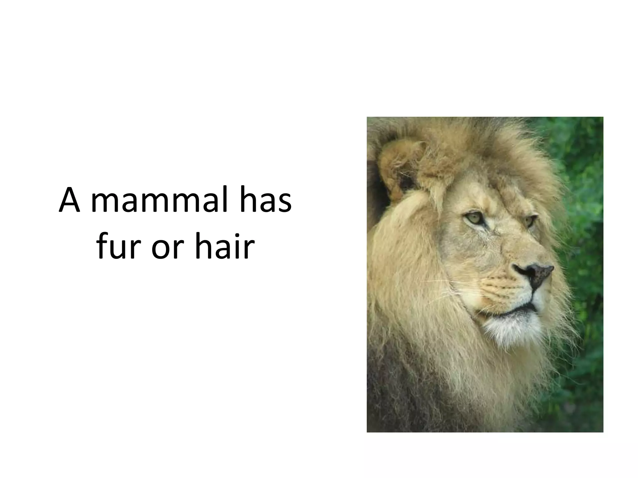 A mammal has
fur or hair
 