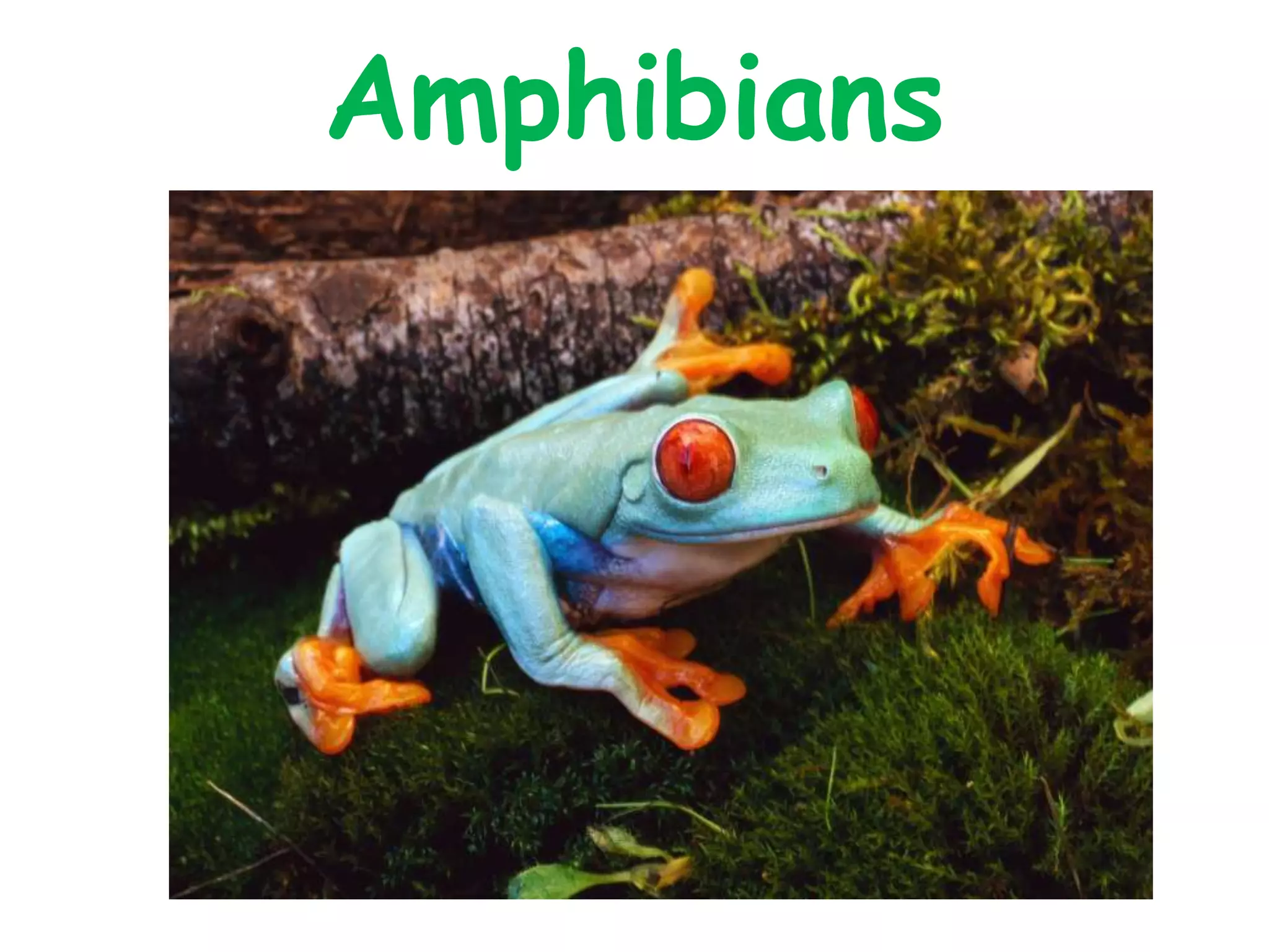 Amphibians
 