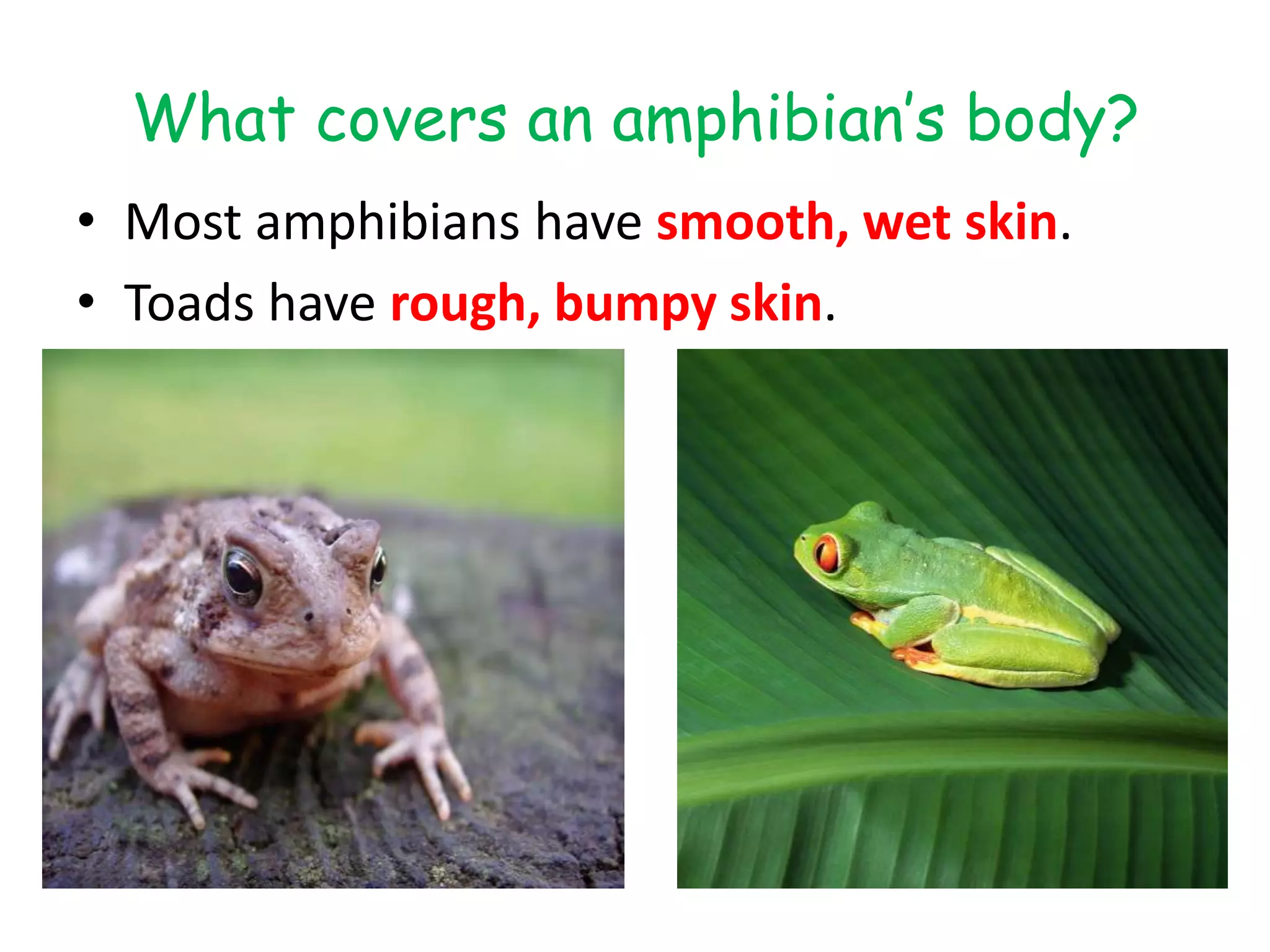 What covers an amphibian’s body?
• Most amphibians have smooth, wet skin.
• Toads have rough, bumpy skin.
 