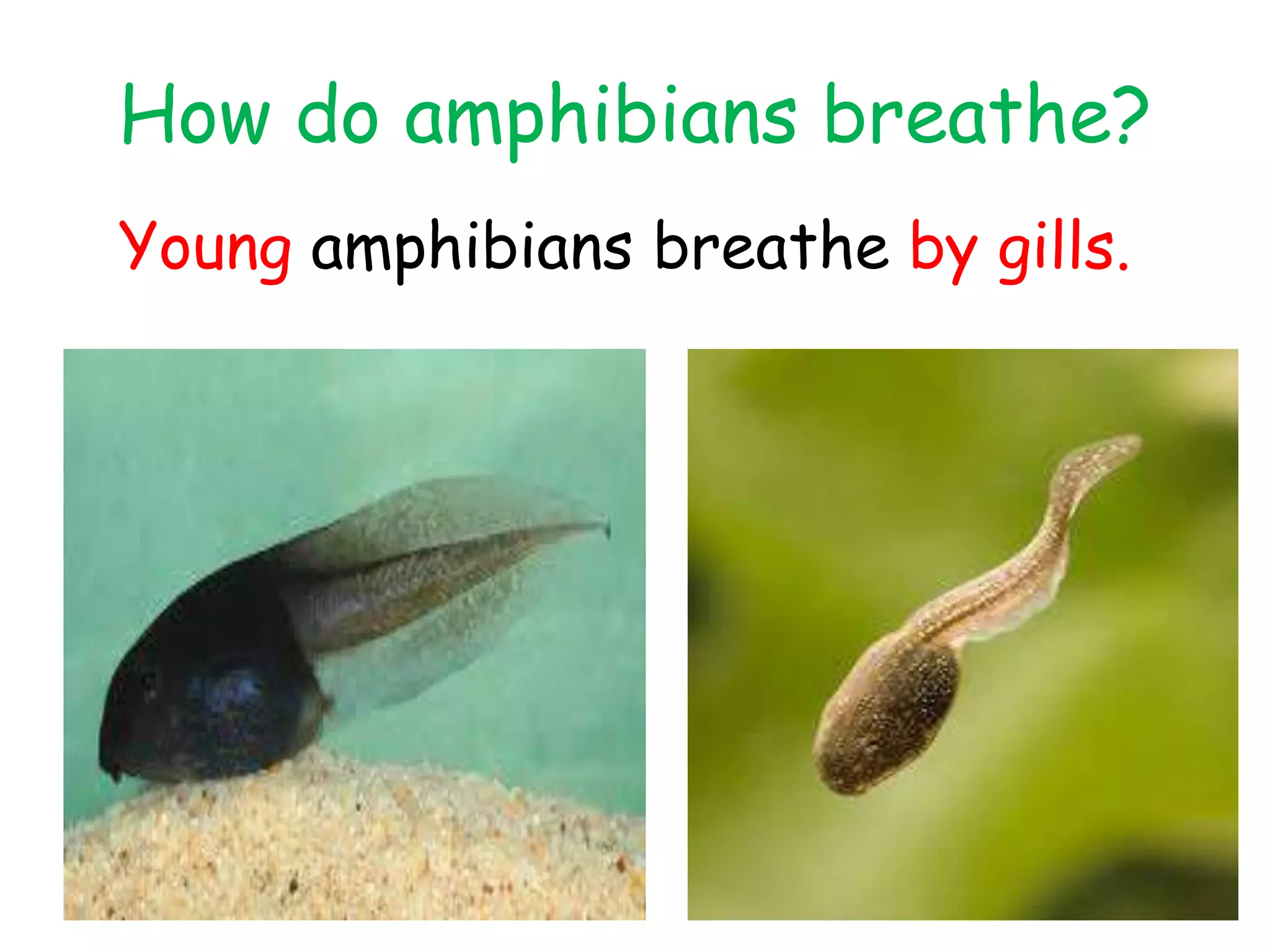 How do amphibians breathe?
Young amphibians breathe by gills.
 
