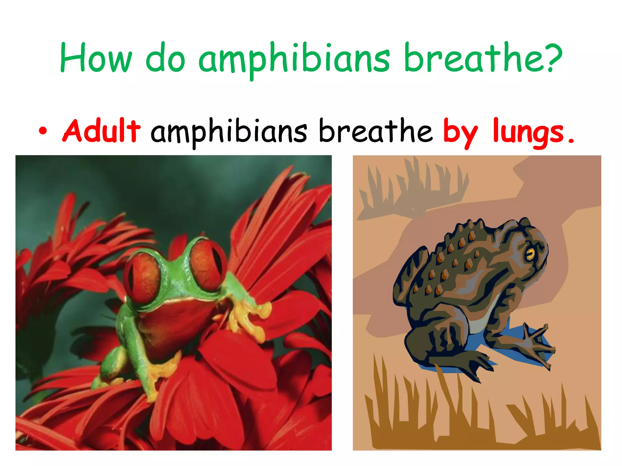 How do amphibians breathe?
• Adult amphibians breathe by lungs.
 
