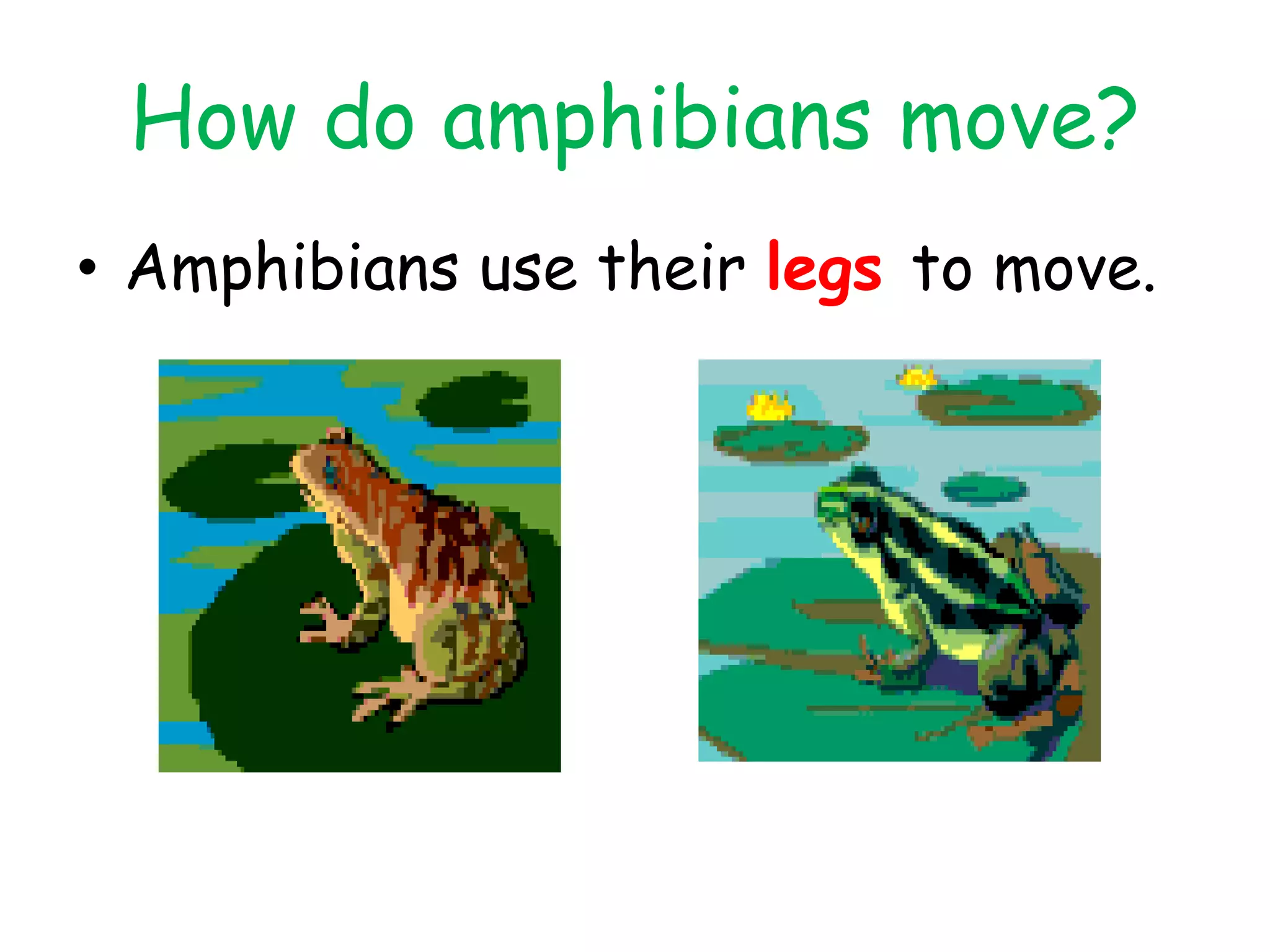 How do amphibians move?
• Amphibians use their legs to move.
 