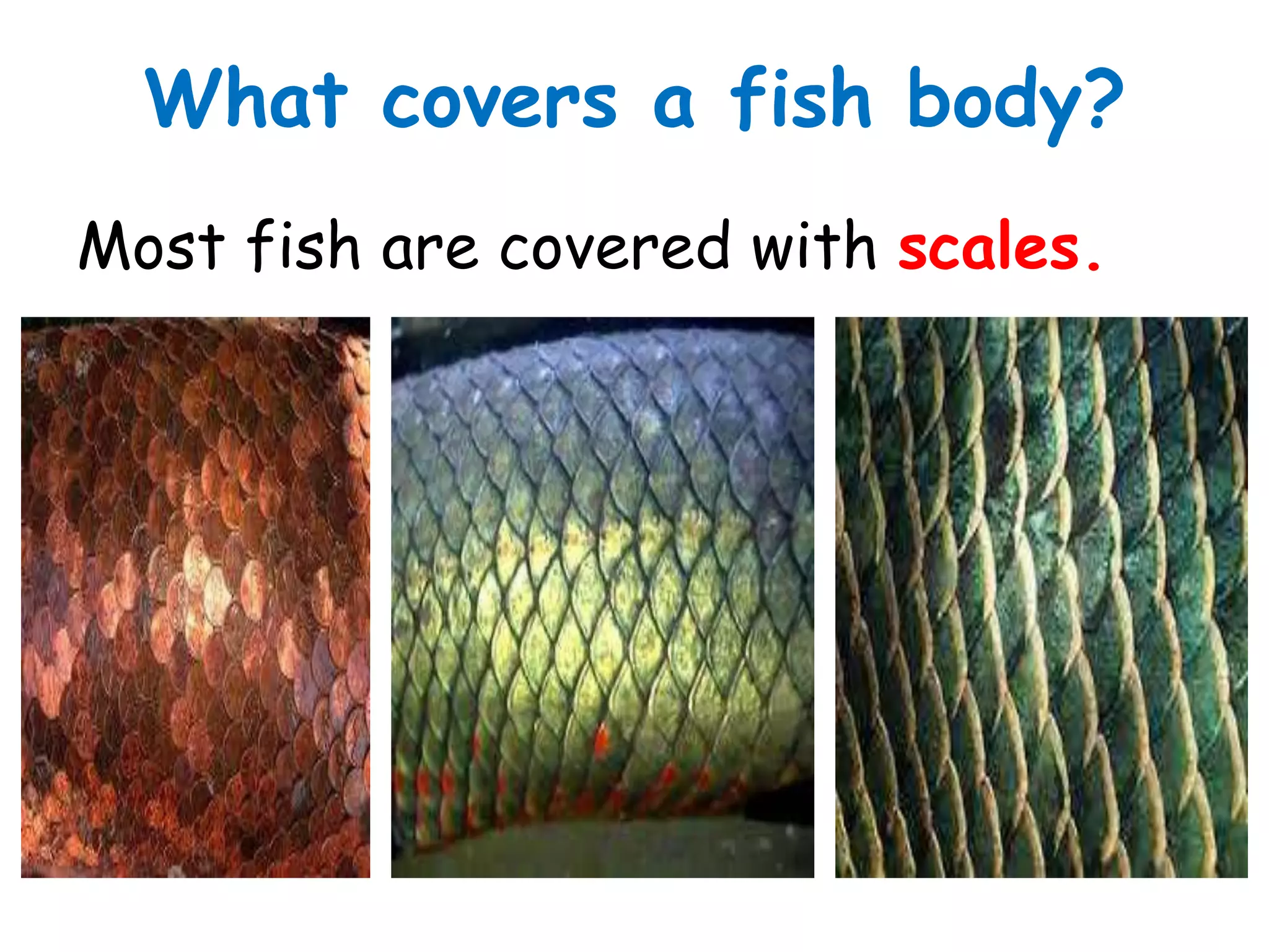 What covers a fish body?
Most fish are covered with scales.
 