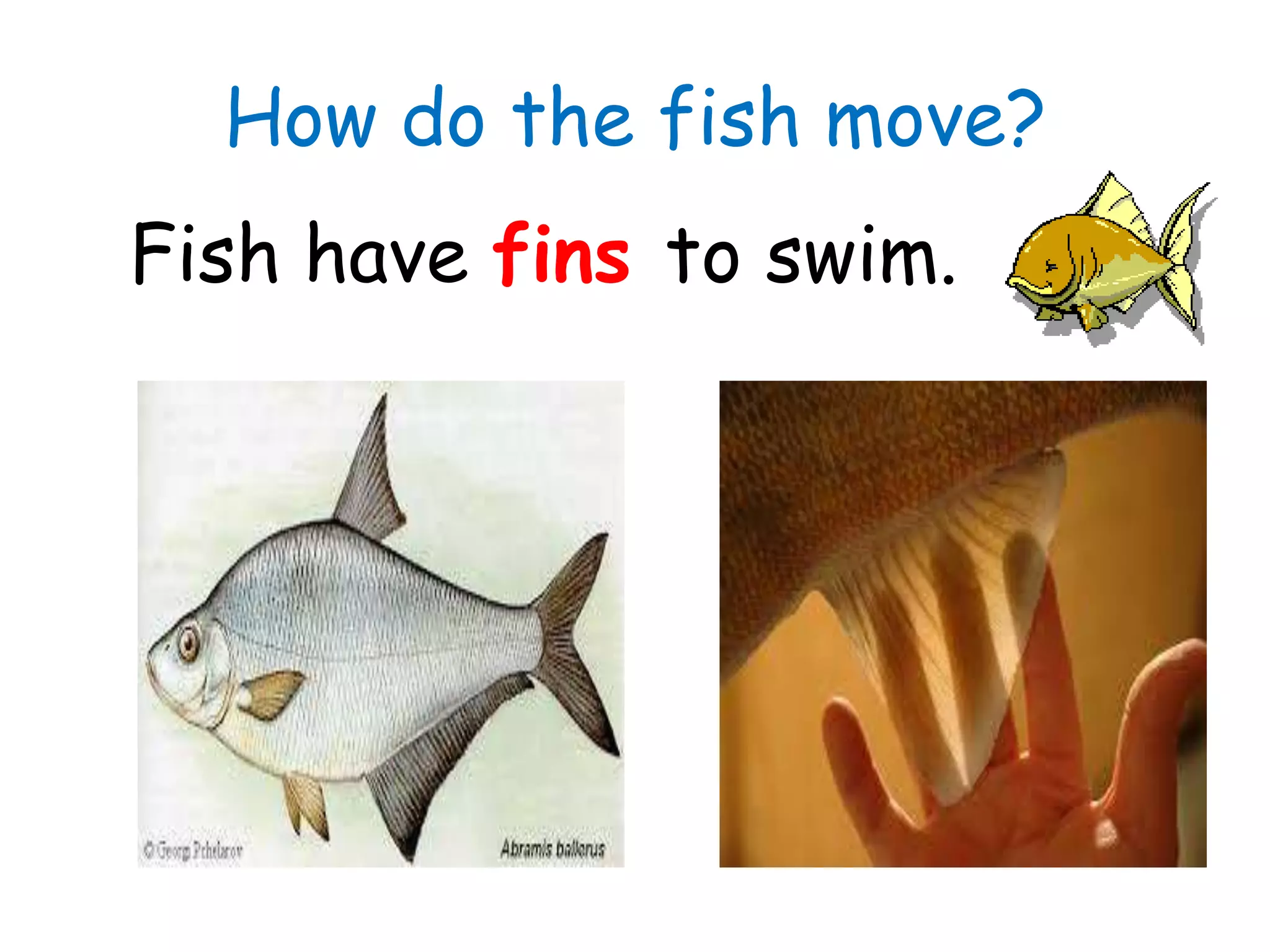 How do the fish move?
Fish have fins to swim.
 