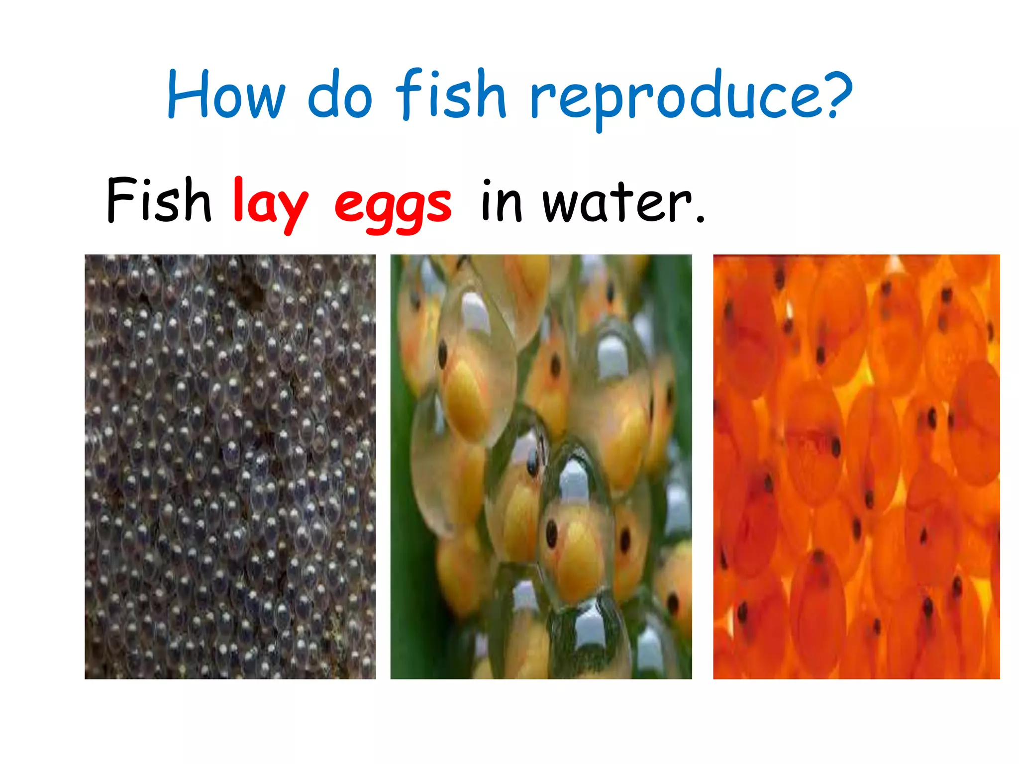 How do fish reproduce?
Fish lay eggs in water.
 
