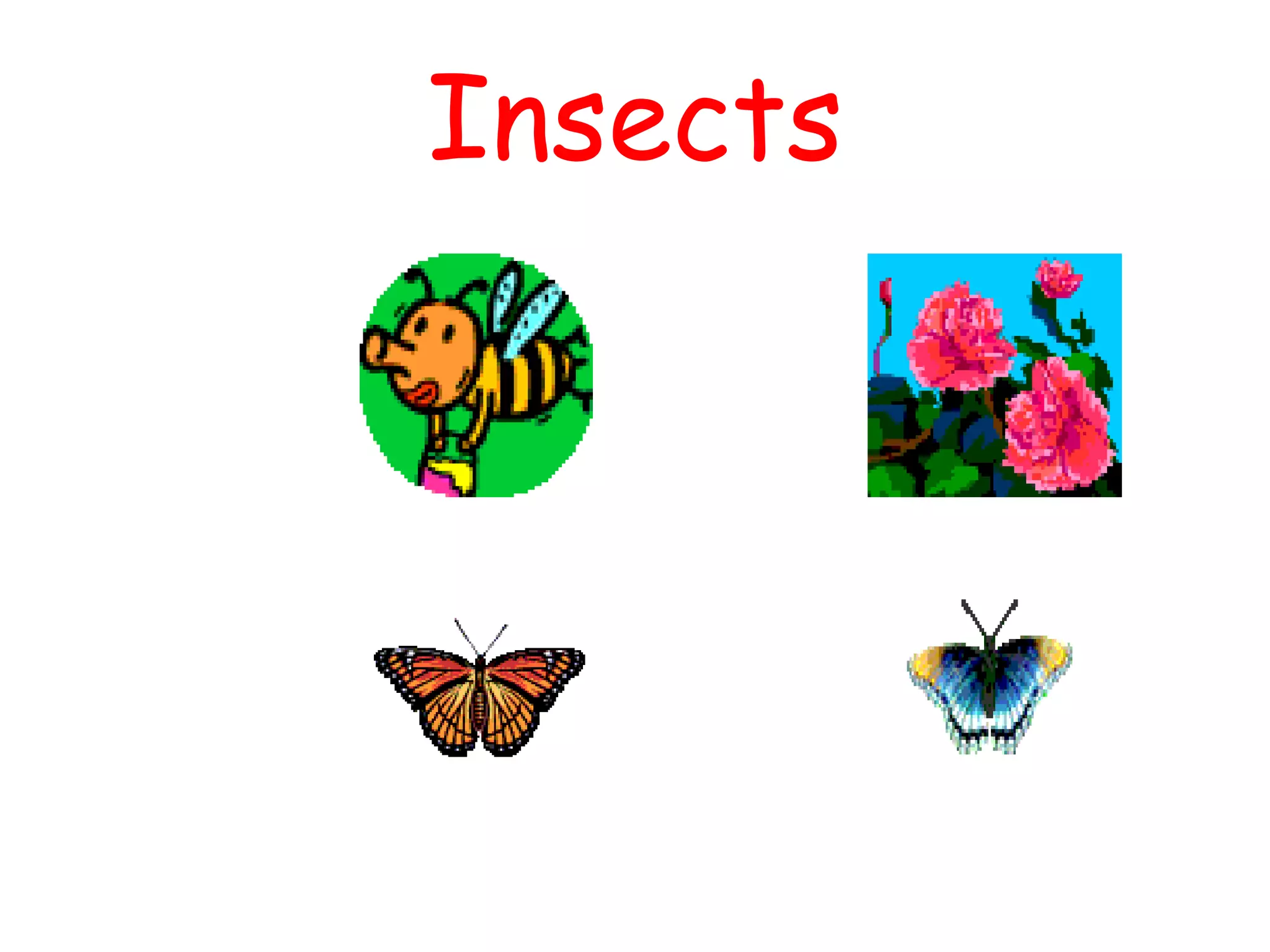 Insects
 