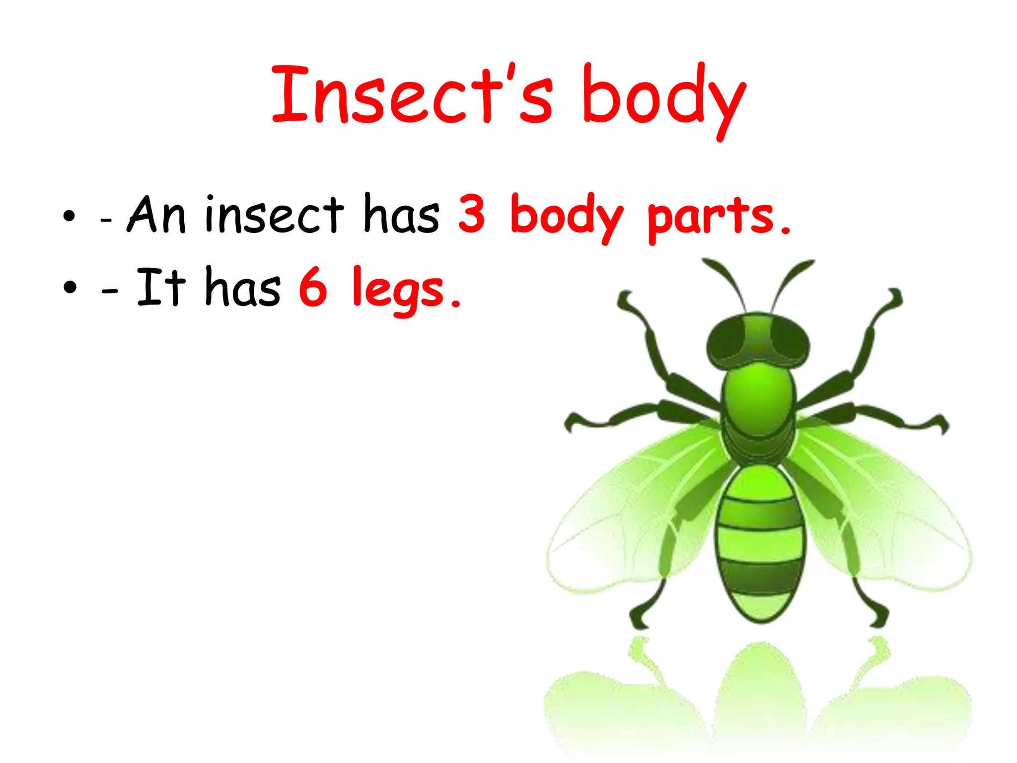 Insect’s body
• - An insect has 3 body parts.
• - It has 6 legs.
 