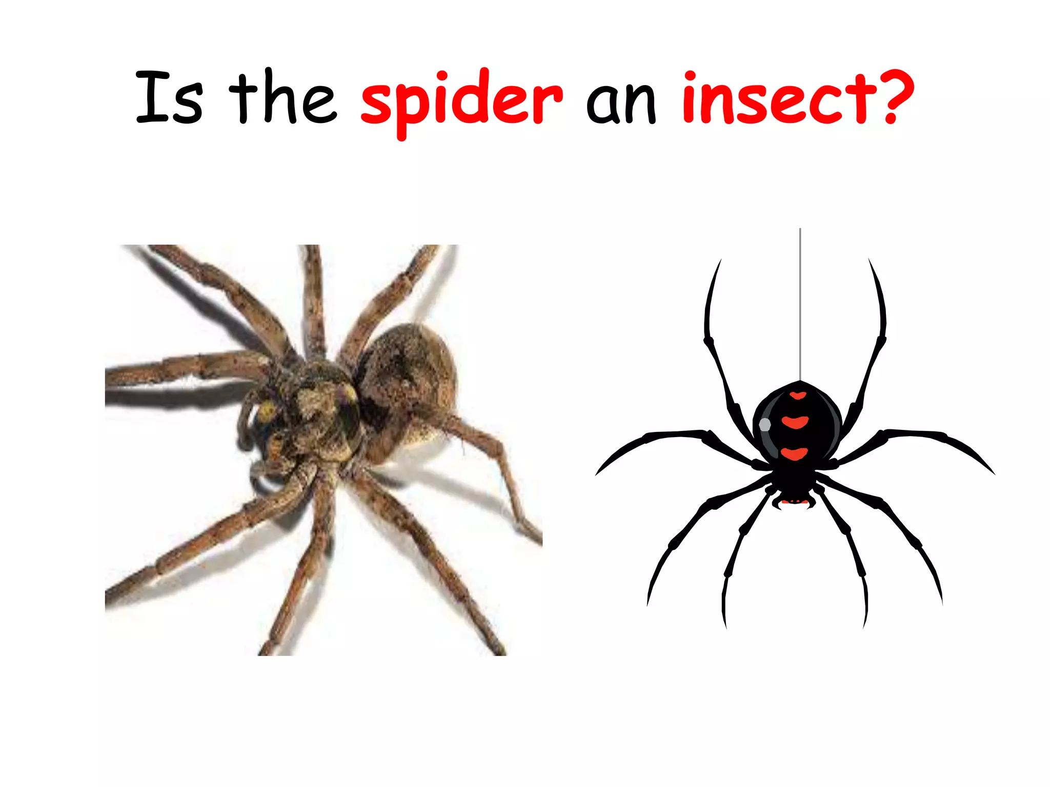 Is the spider an insect?
 