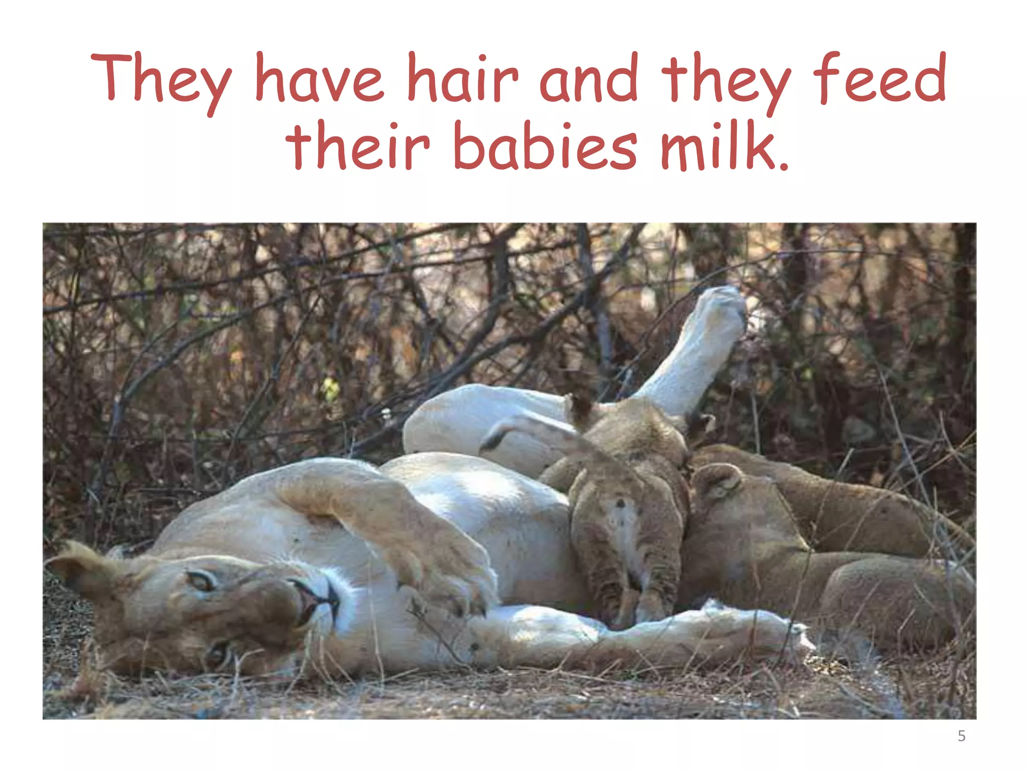 5
They have hair and they feed
their babies milk.
 