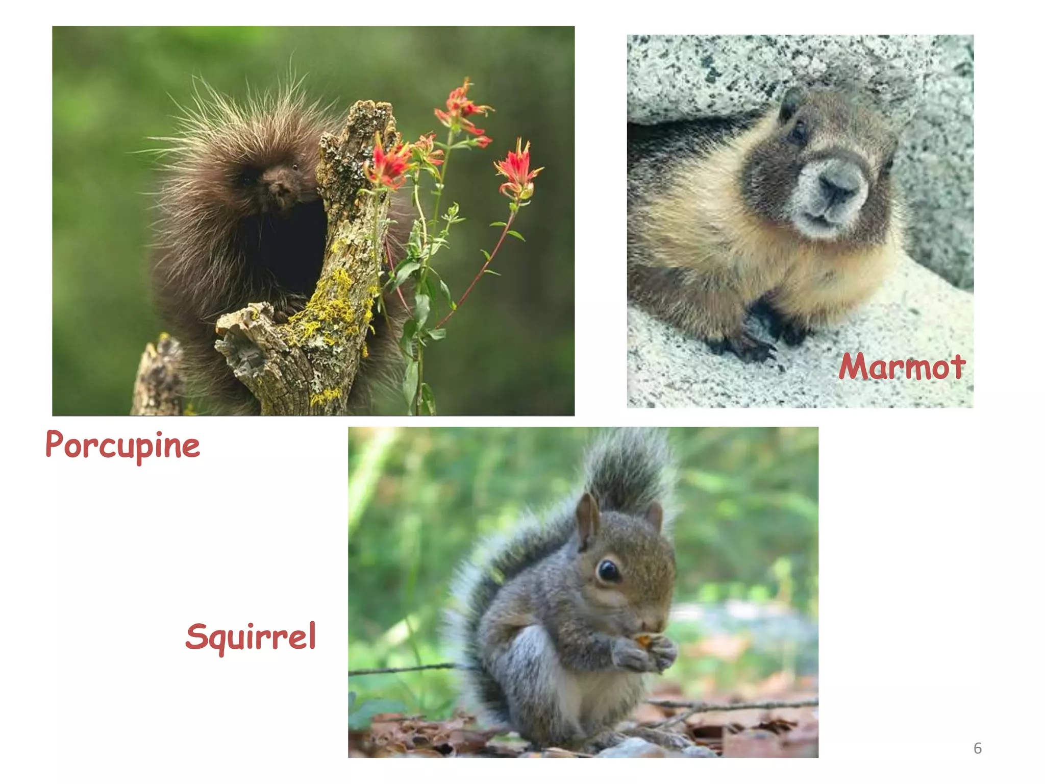6
Porcupine
Marmot
Squirrel
 