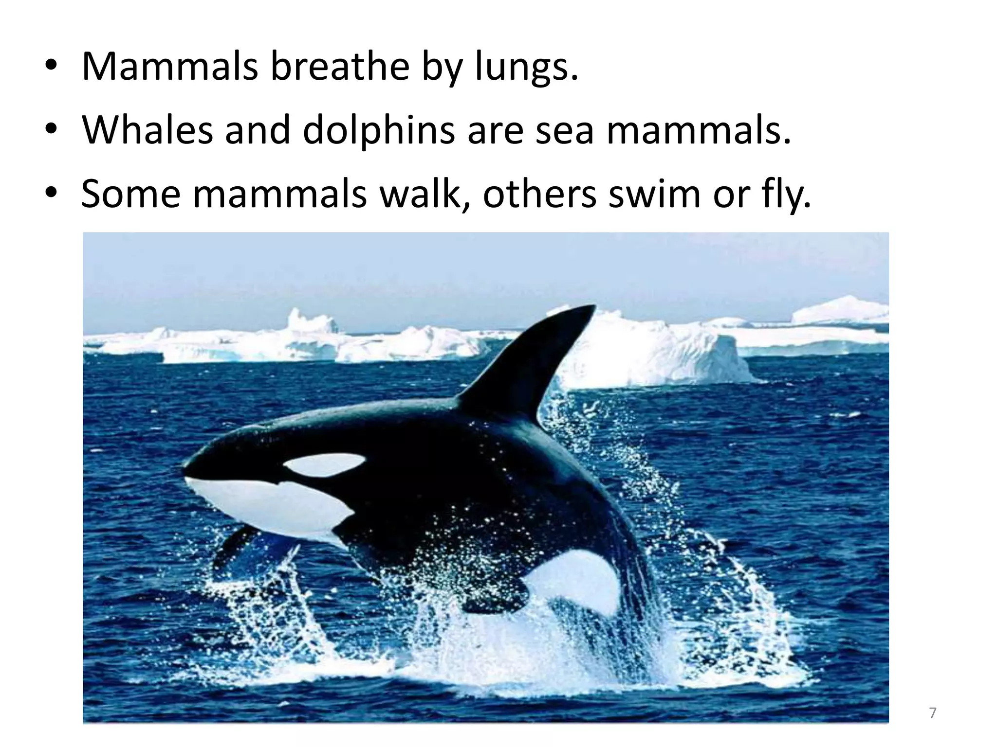 7
• Mammals breathe by lungs.
• Whales and dolphins are sea mammals.
• Some mammals walk, others swim or fly.
 