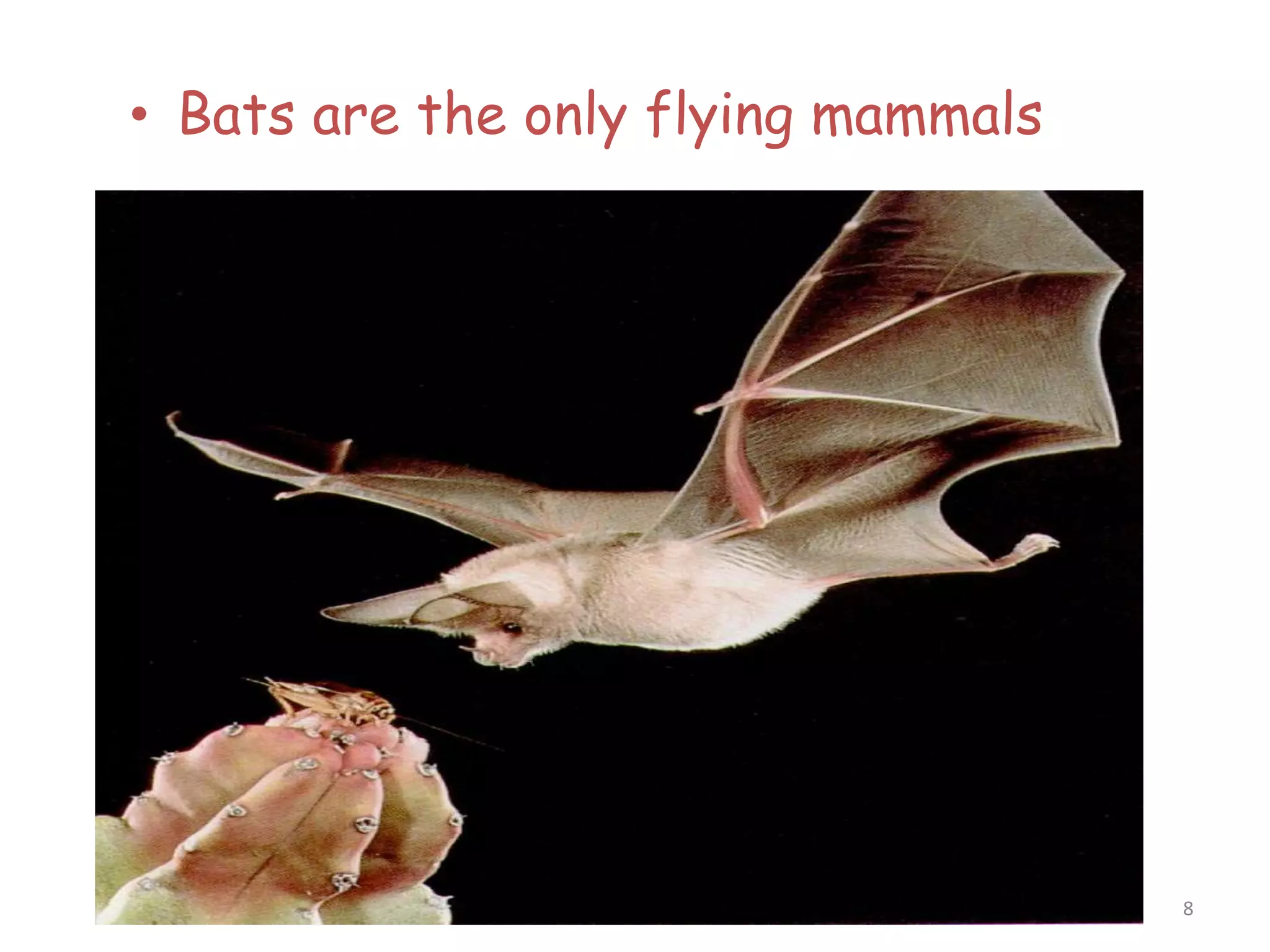 8
• Bats are the only flying mammals
 