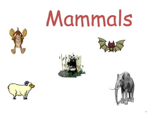 How are animals different