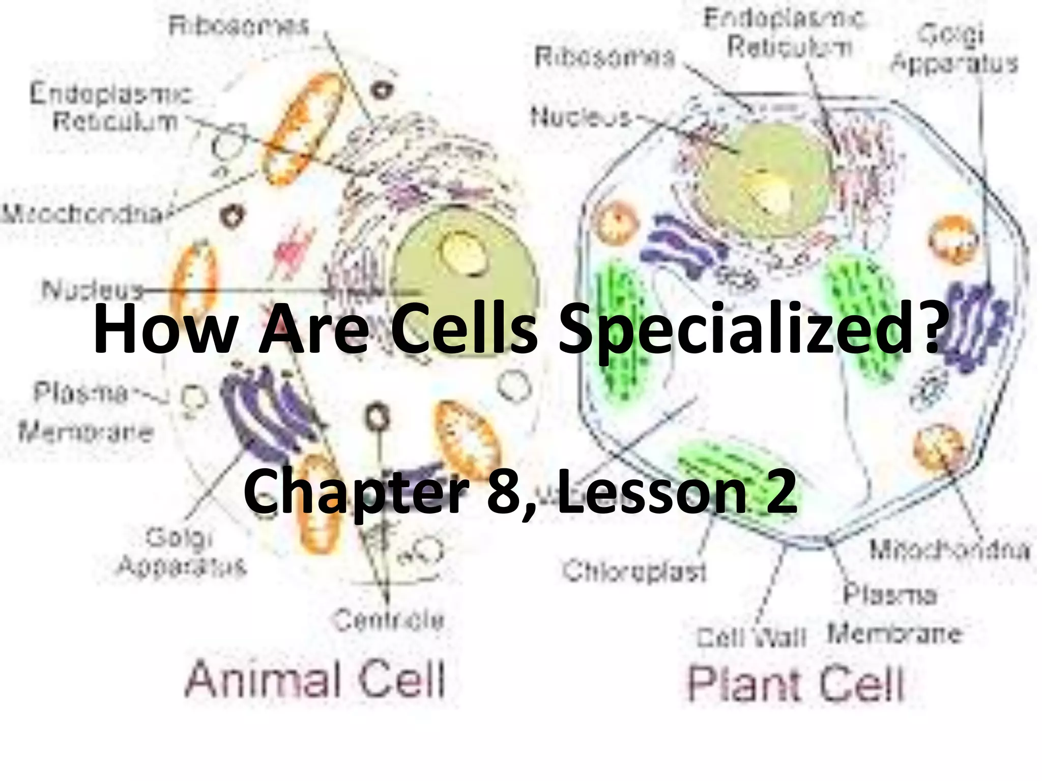 How Are Cells Specialized?

    Chapter 8, Lesson 2
 
