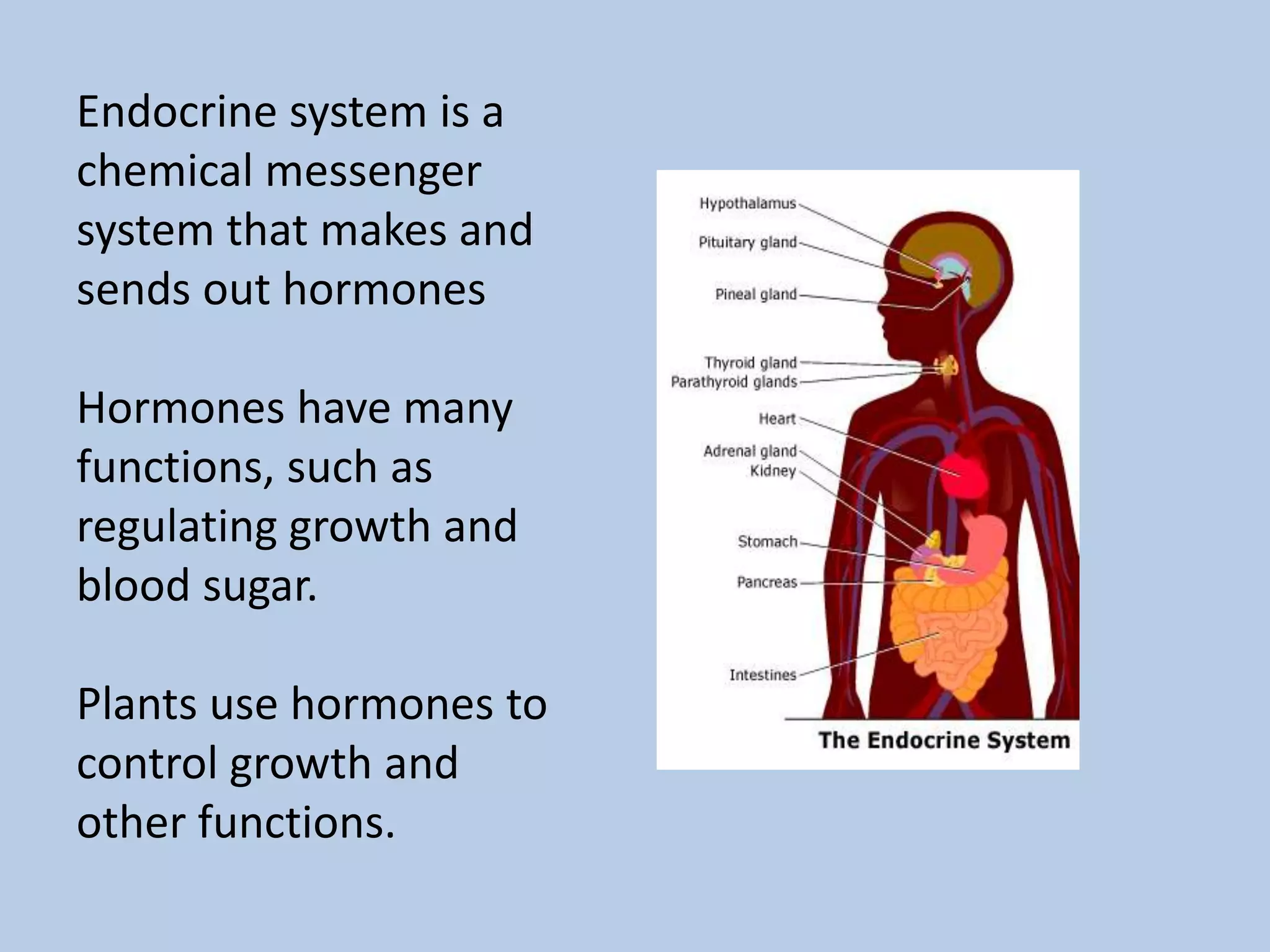 Endocrine system is a
chemical messenger
system that makes and
sends out hormones

Hormones have many
functions, such as
regulating growth and
blood sugar.

Plants use hormones to
control growth and
other functions.
 
