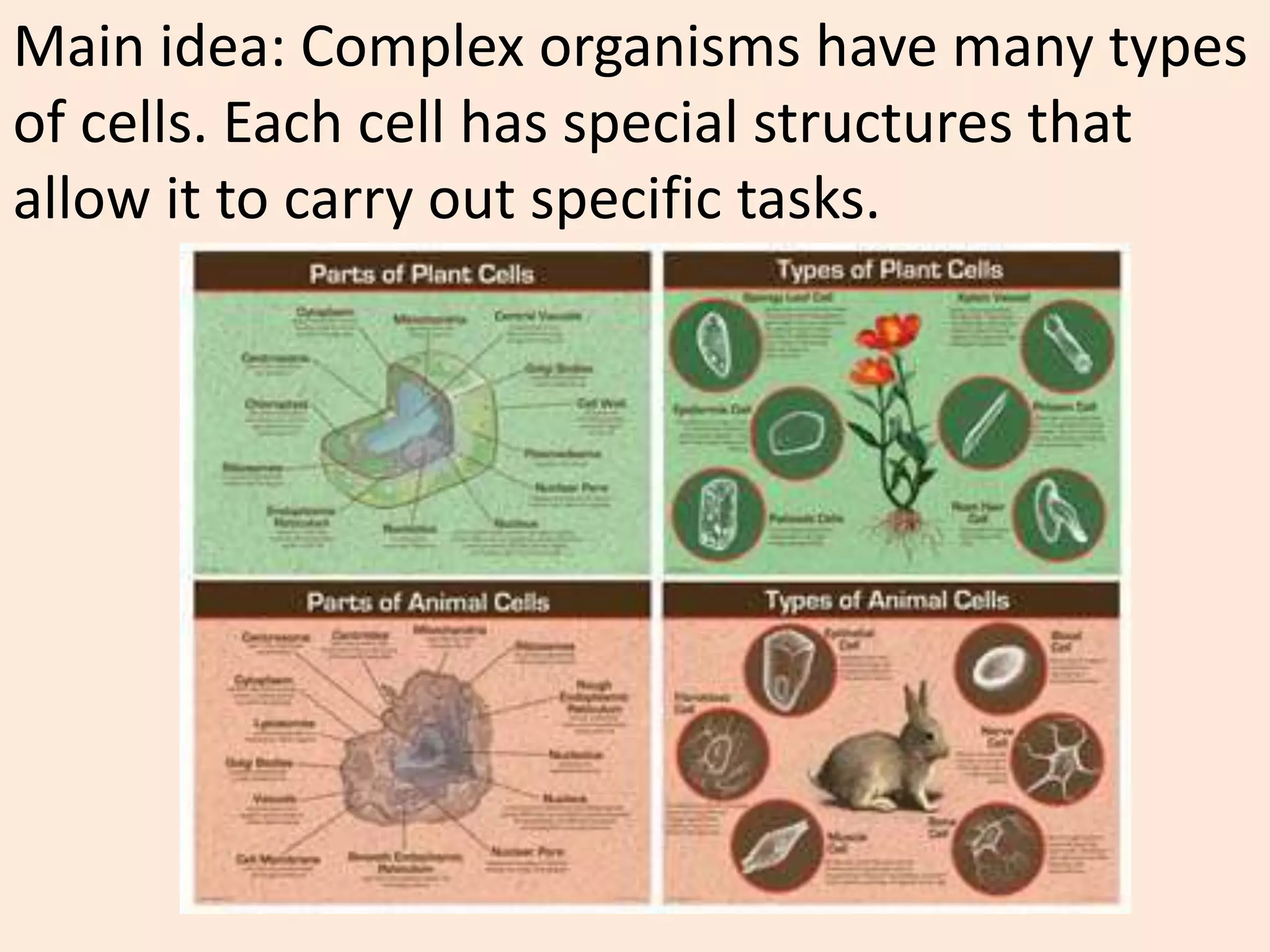 Main idea: Complex organisms have many types
of cells. Each cell has special structures that
allow it to carry out specific tasks.
 