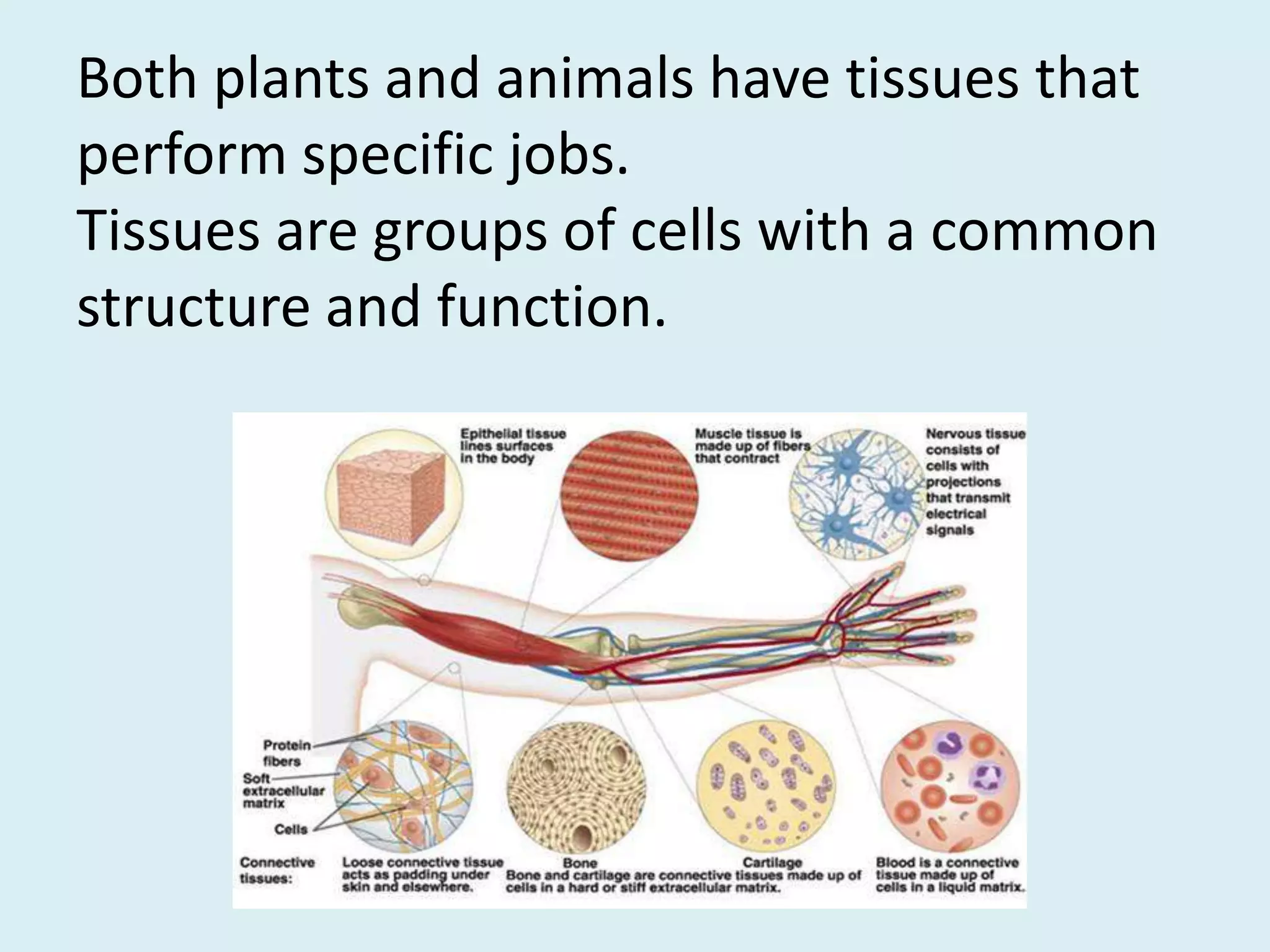 Both plants and animals have tissues that
perform specific jobs.
Tissues are groups of cells with a common
structure and function.
 