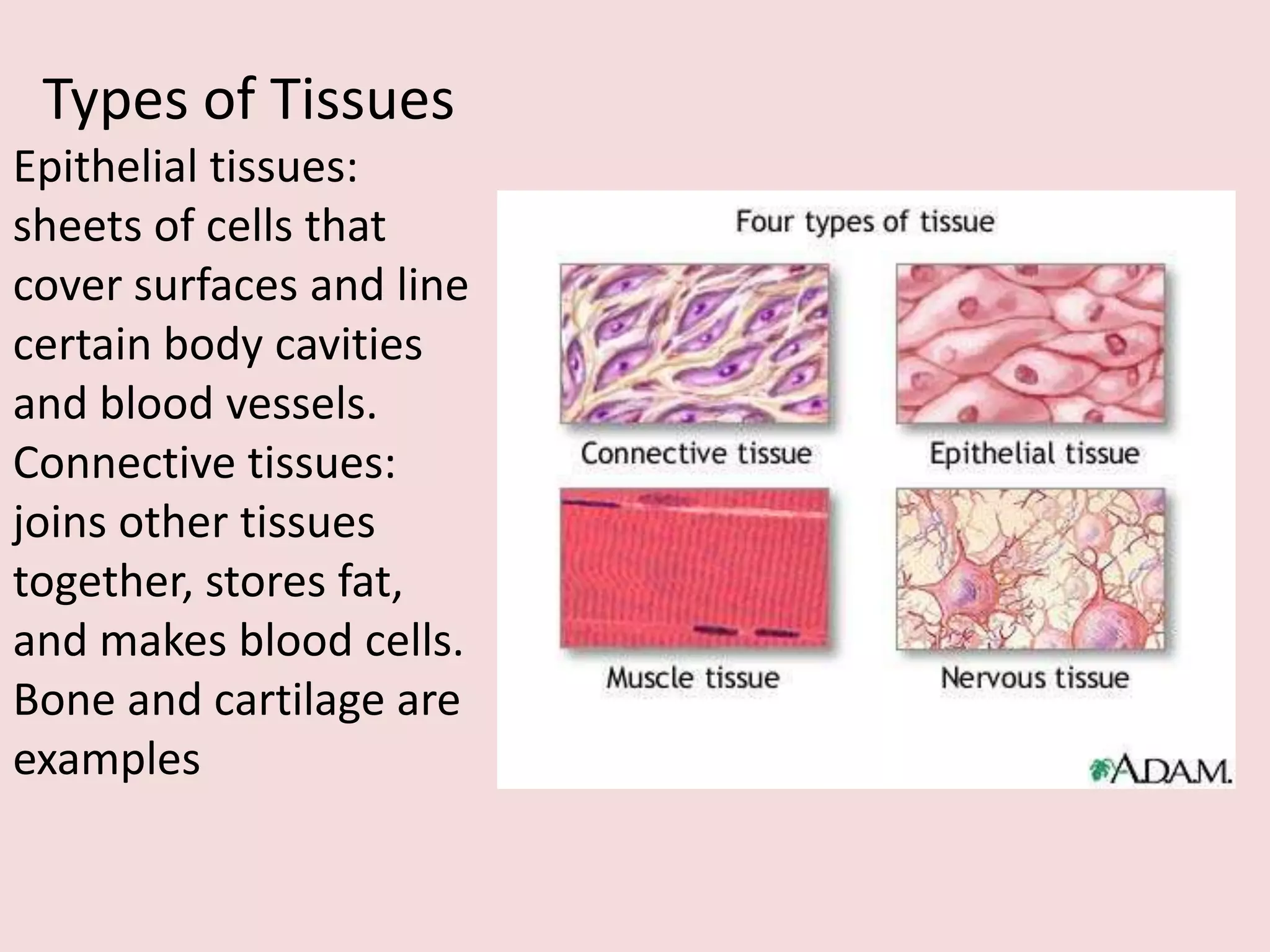 Types of Tissues
Epithelial tissues:
sheets of cells that
cover surfaces and line
certain body cavities
and blood vessels.
Connective tissues:
joins other tissues
together, stores fat,
and makes blood cells.
Bone and cartilage are
examples
 