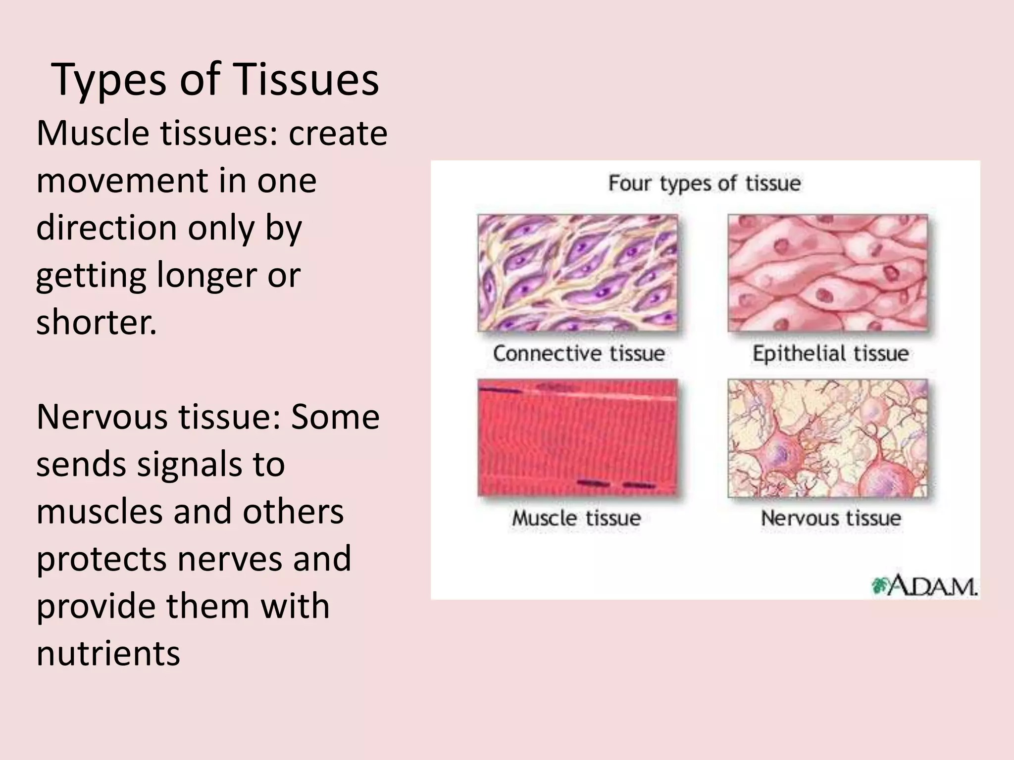 Types of Tissues
Muscle tissues: create
movement in one
direction only by
getting longer or
shorter.

Nervous tissue: Some
sends signals to
muscles and others
protects nerves and
provide them with
nutrients
 