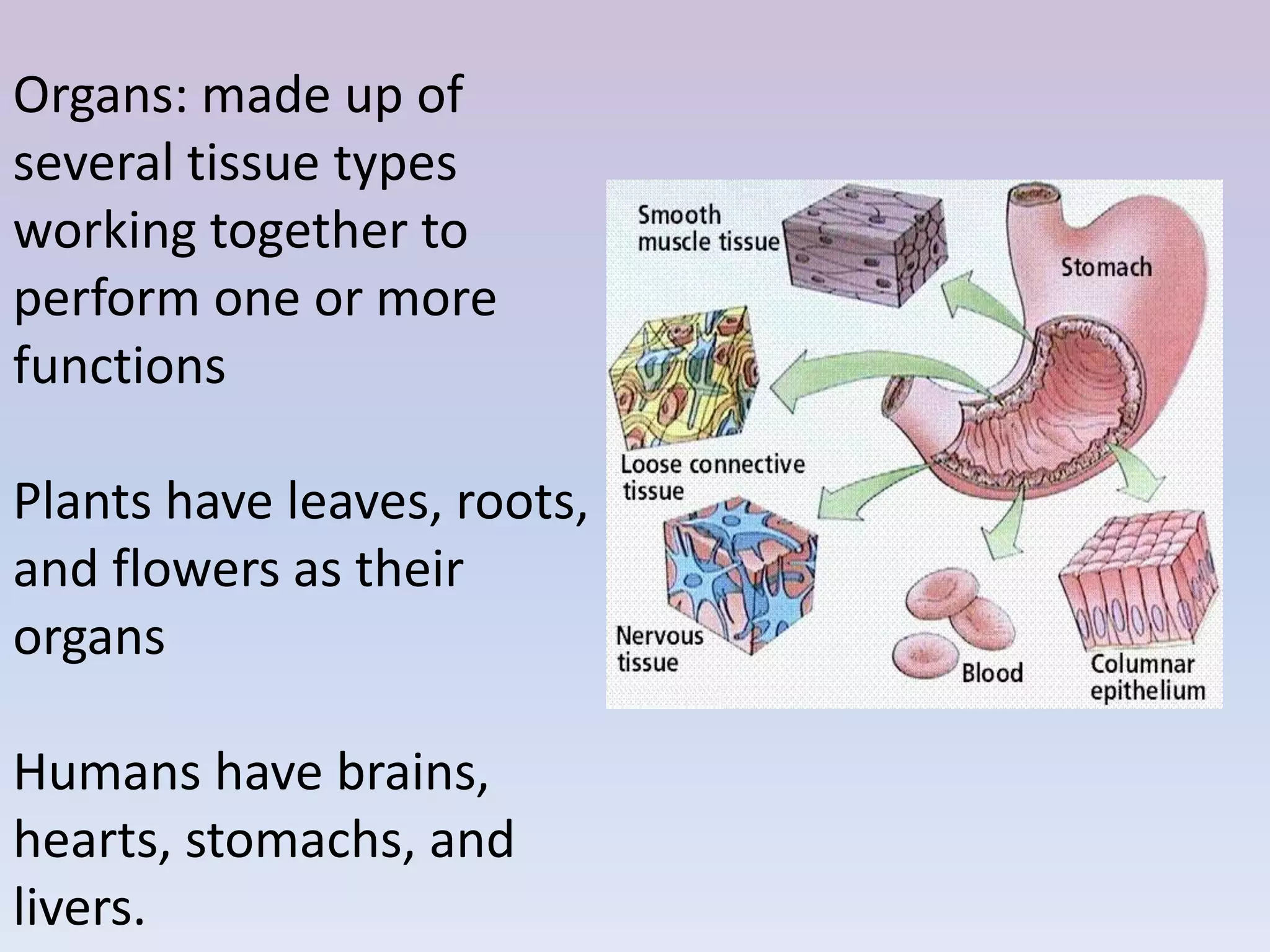 Organs: made up of
several tissue types
working together to
perform one or more
functions

Plants have leaves, roots,
and flowers as their
organs

Humans have brains,
hearts, stomachs, and
livers.
 